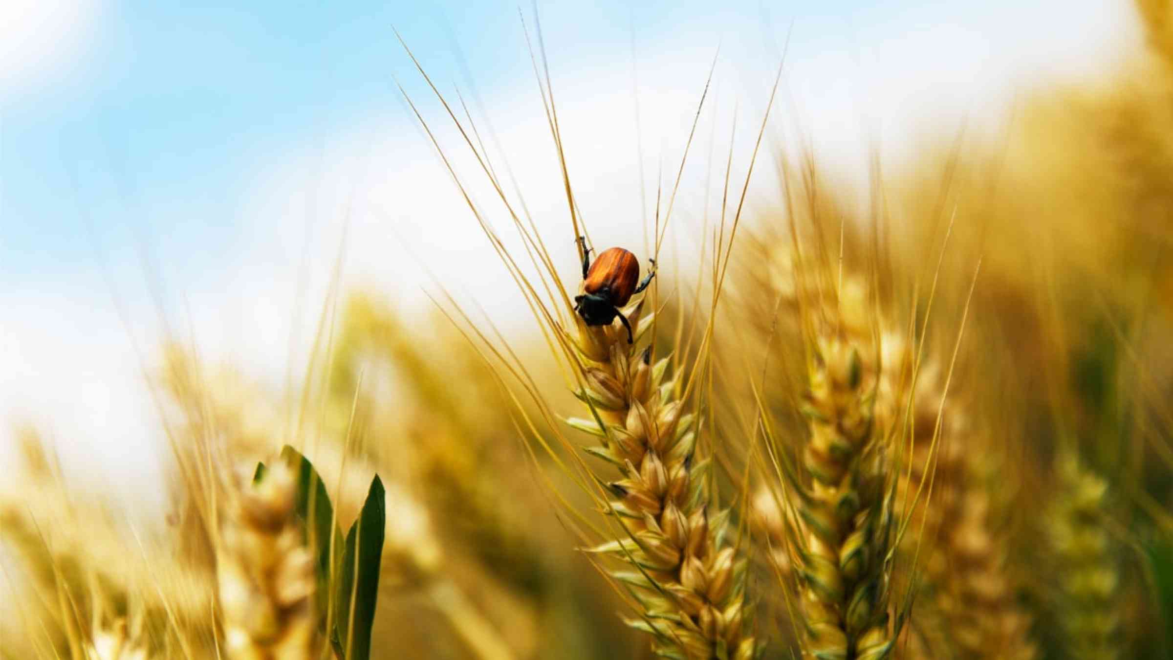 Pest in the barley