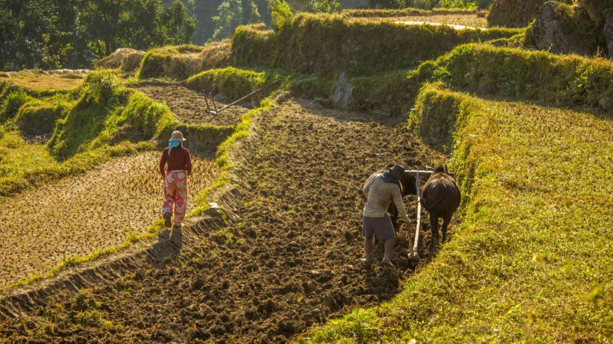 Farmer in Nepal plows rice field with buffaloes