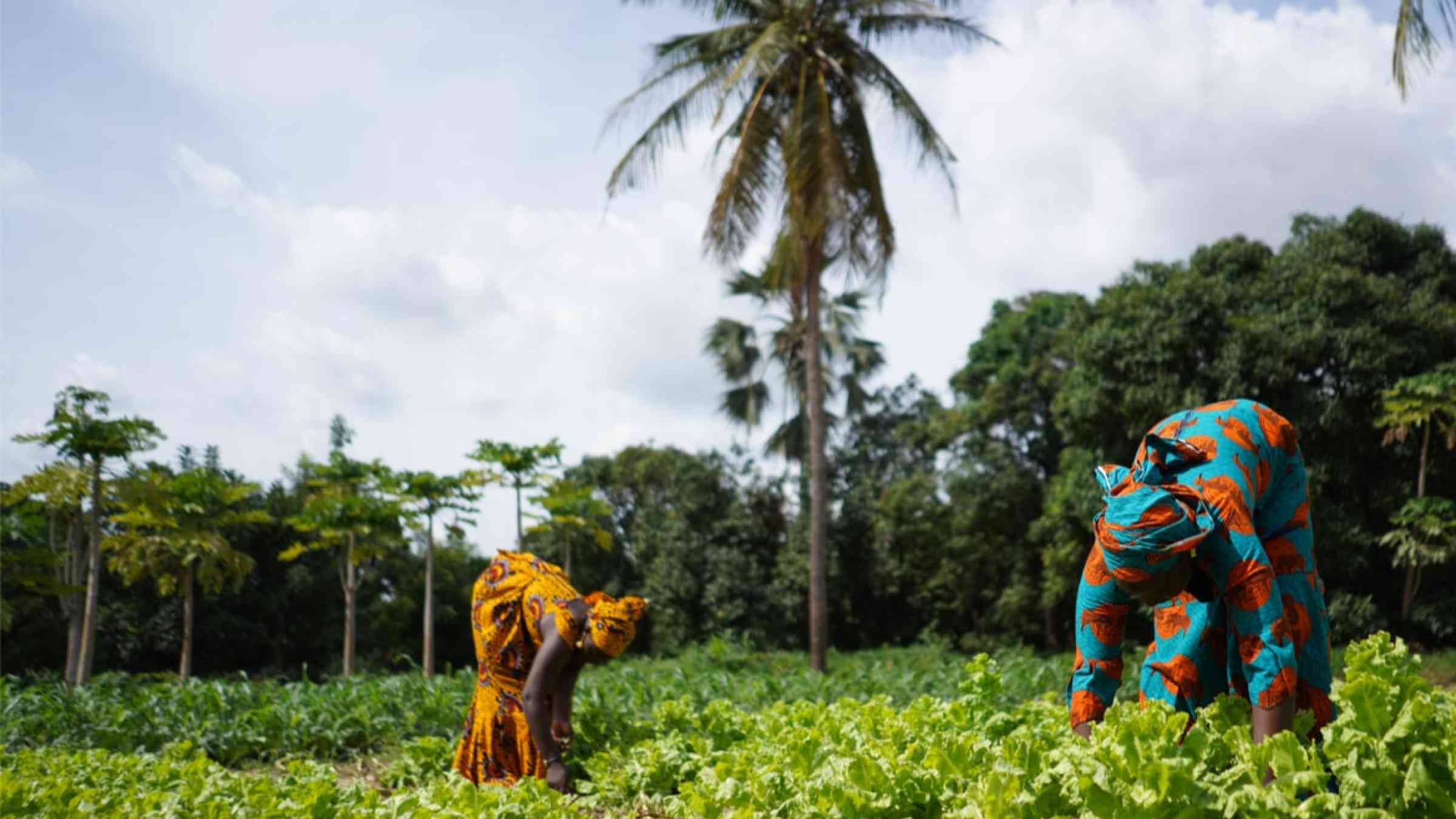 Two African women weeding a salad plantation in a West African farming village