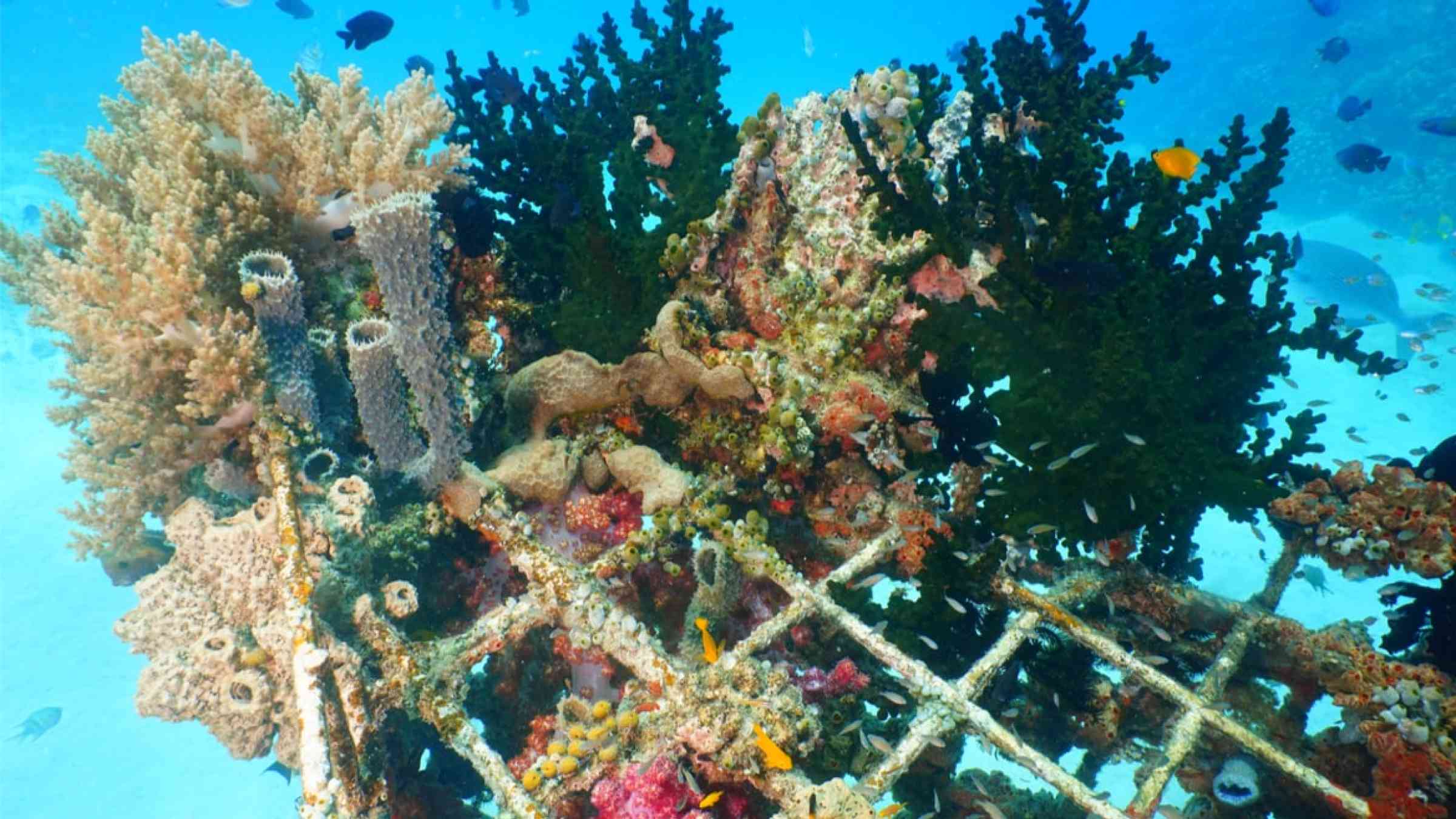 Corals growing on an artificial structure in Indonesia
