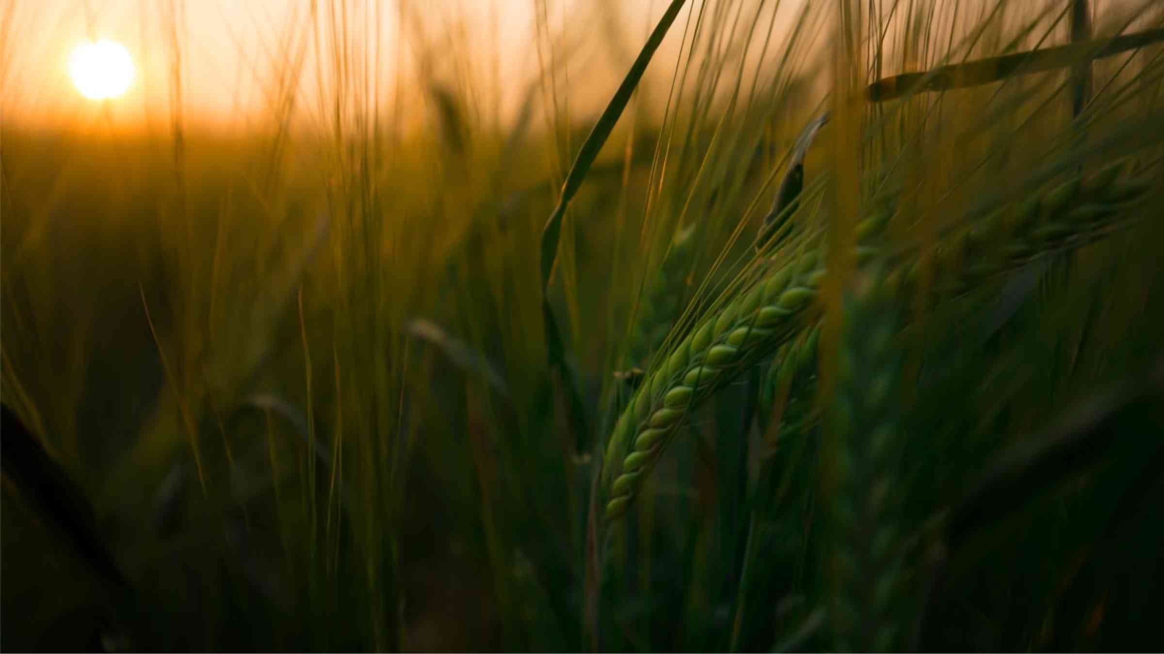 Close-up of a farm grain crop