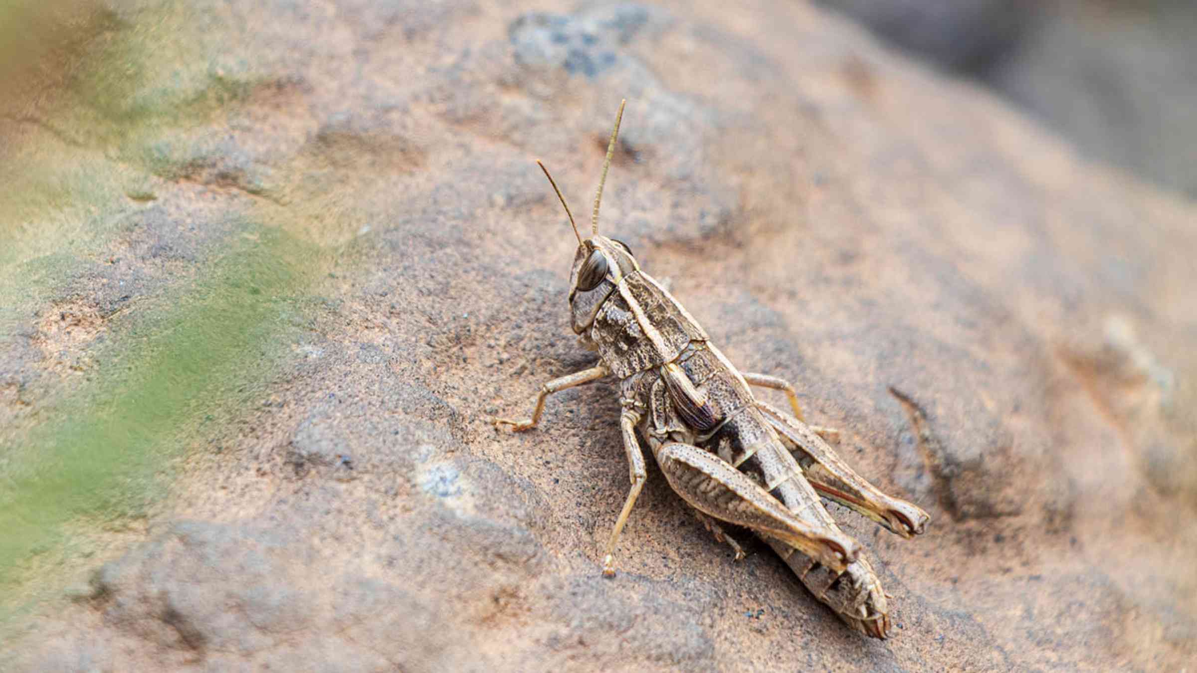 Locust in Yemen
