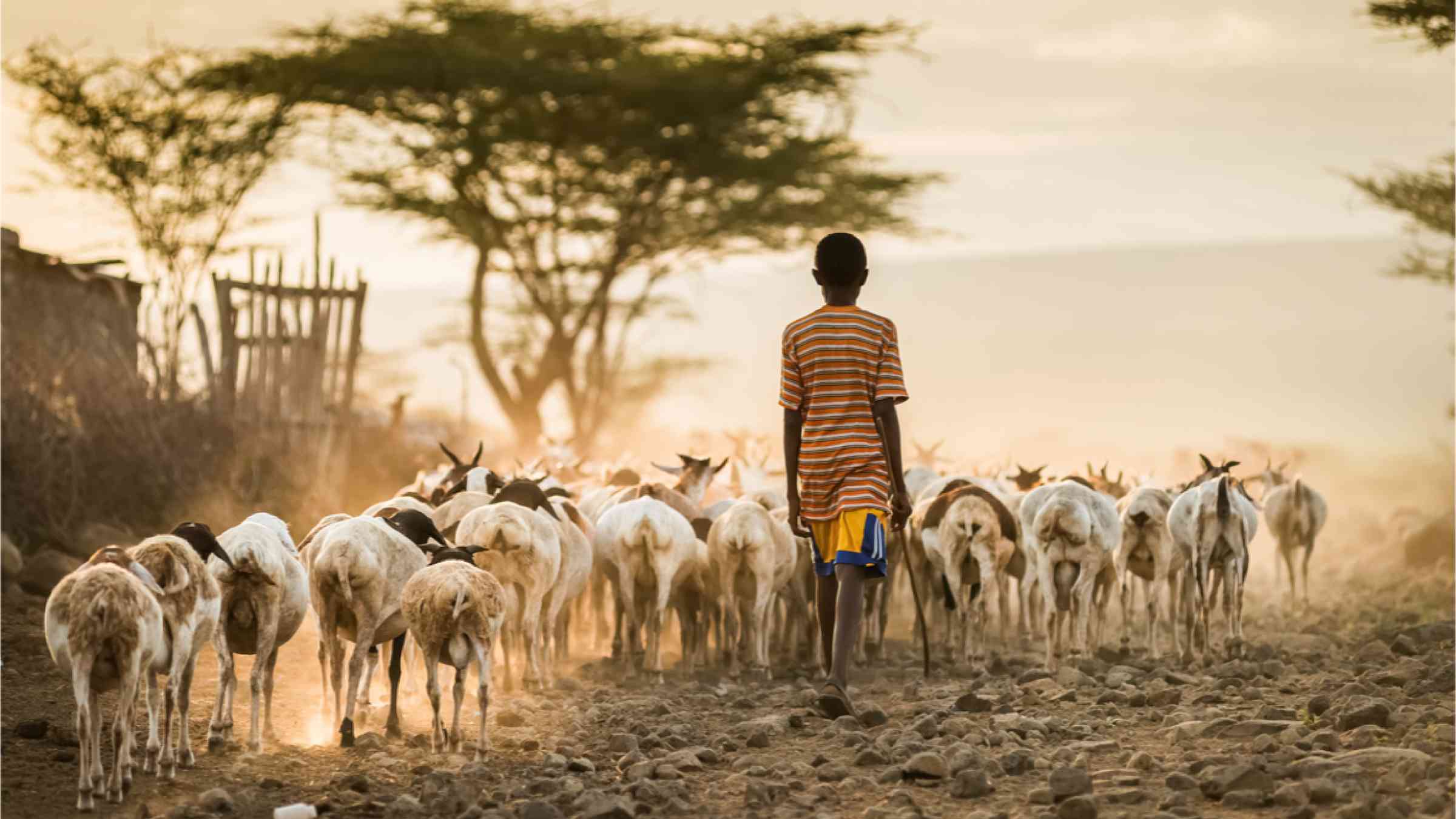 This image shows an African boy walking along a sandy path with a herd of goats.