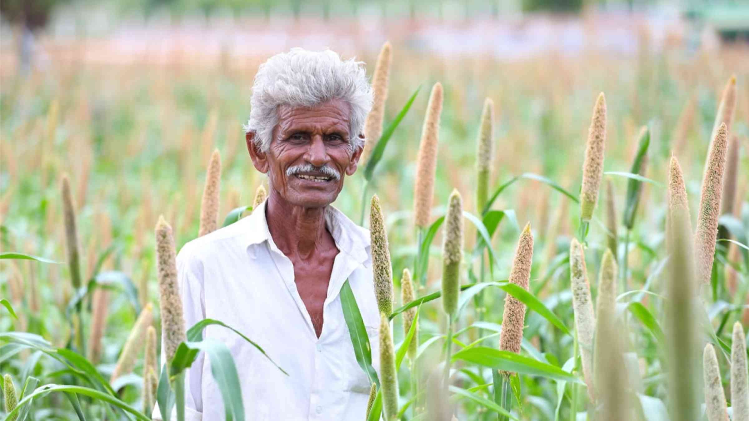 Indian farmer in a millet field