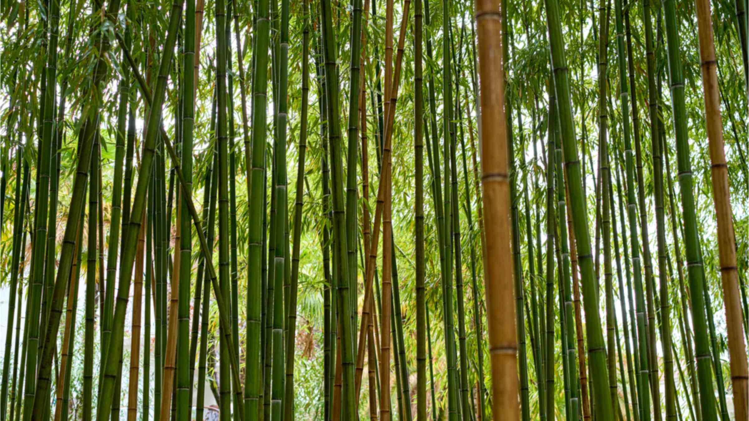 This image shows a bamboo forest