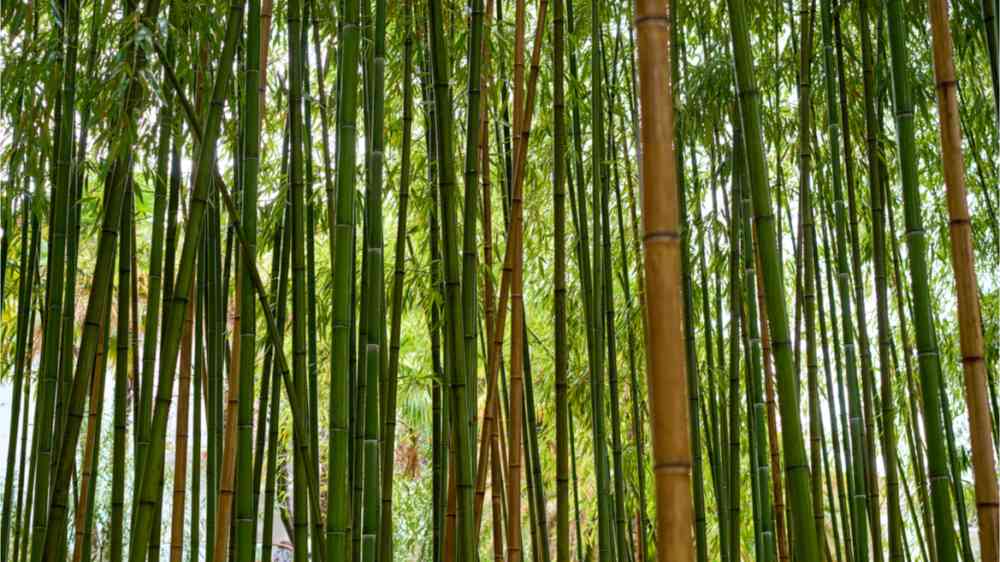 This image shows a bamboo forest