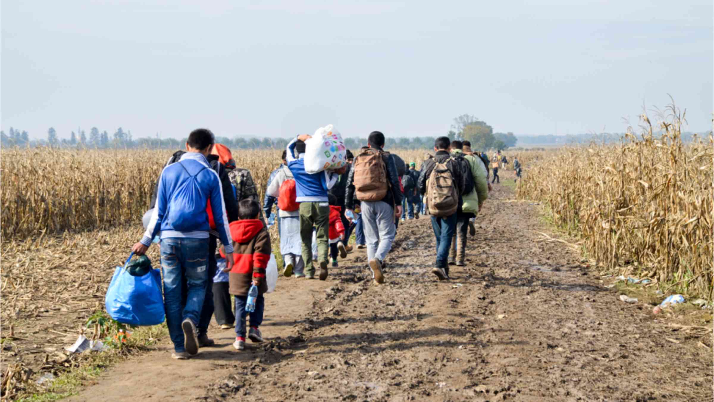 This image shows a group of refugees walking in a cornfield. They are Syrian refugees who are crossing the border to reach the EU.