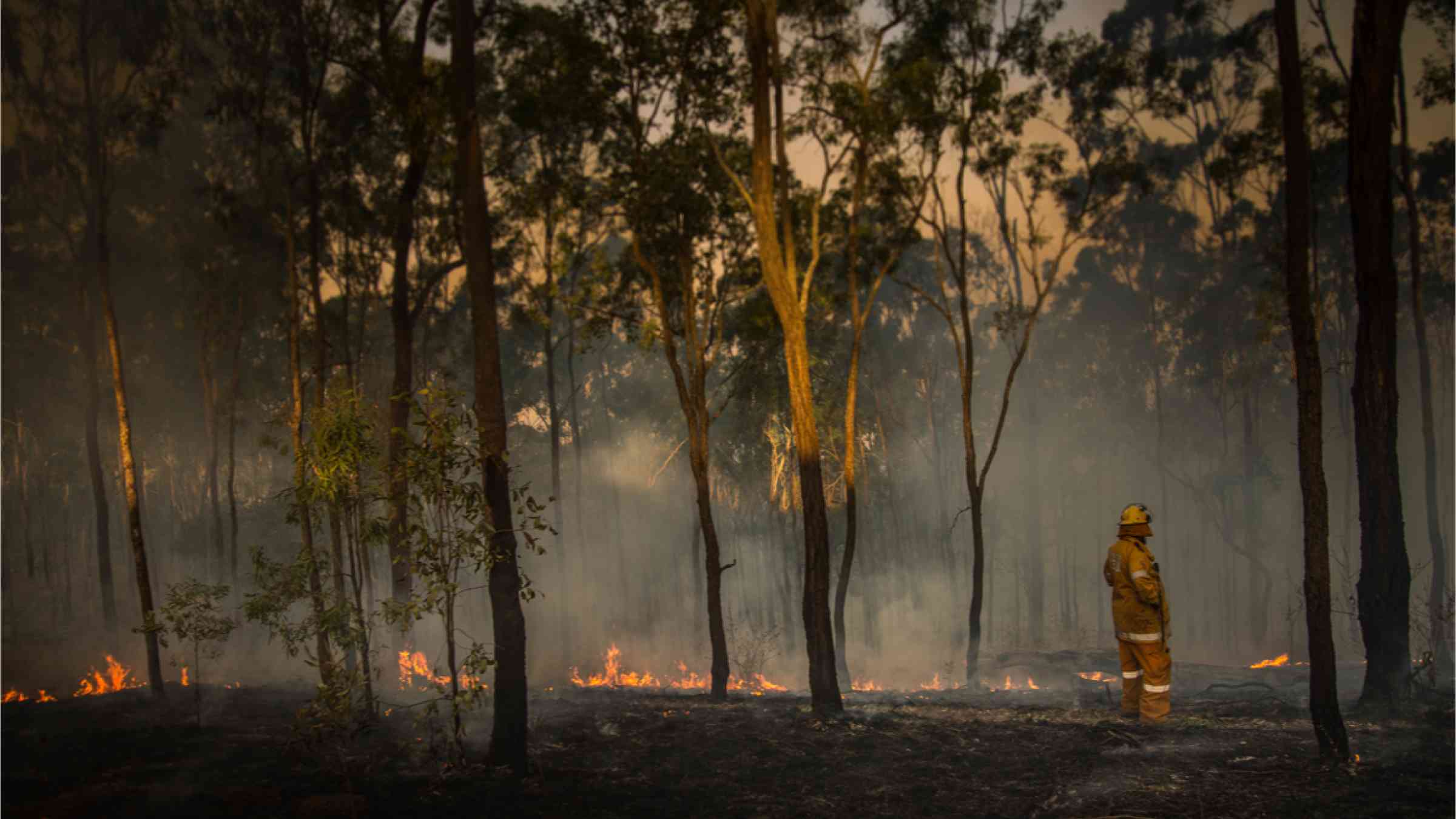 A firefighter surveys wildfire damage in Queensland, Australia