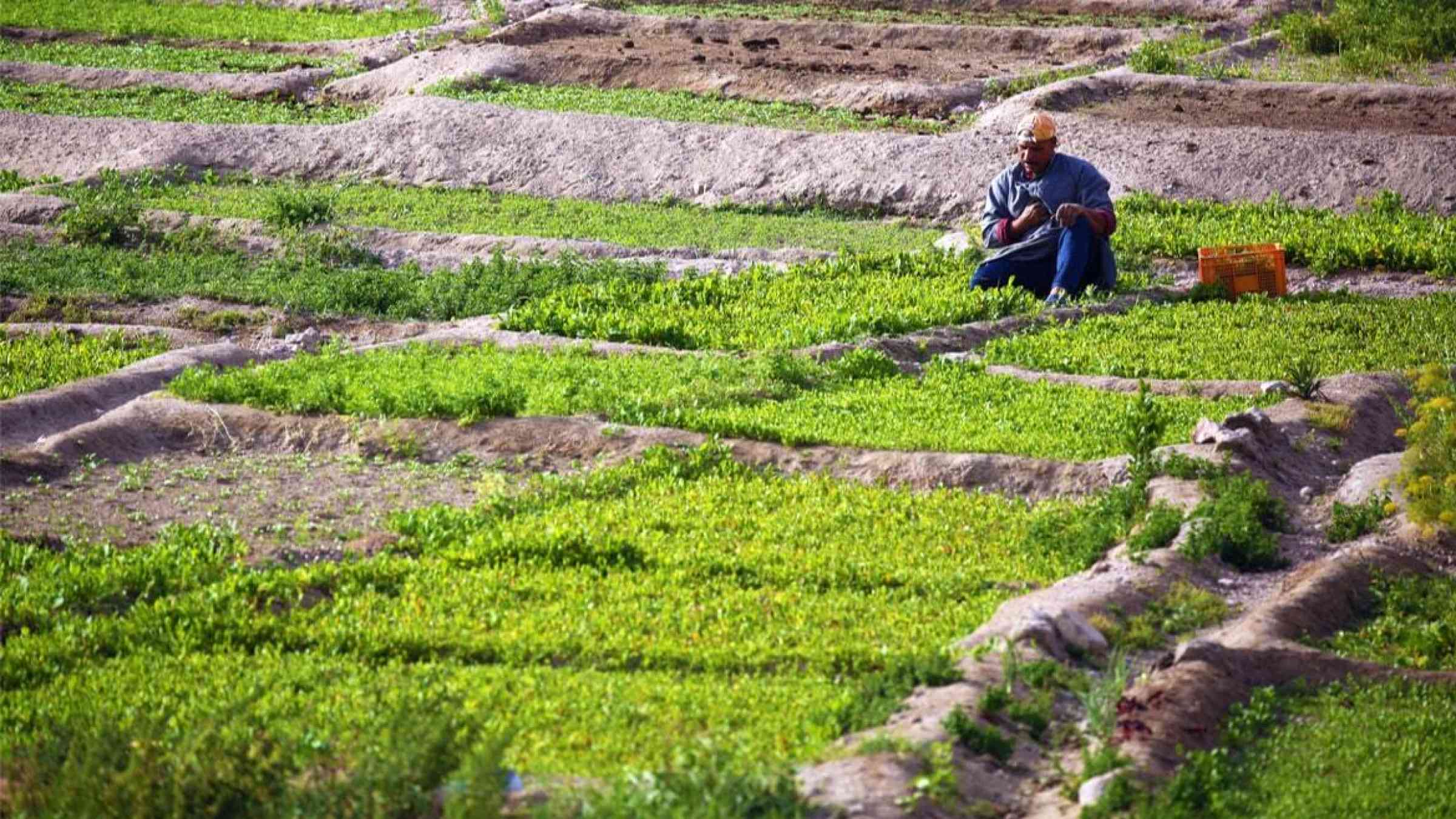 A Jordanian farmer observes his vegetable garden
