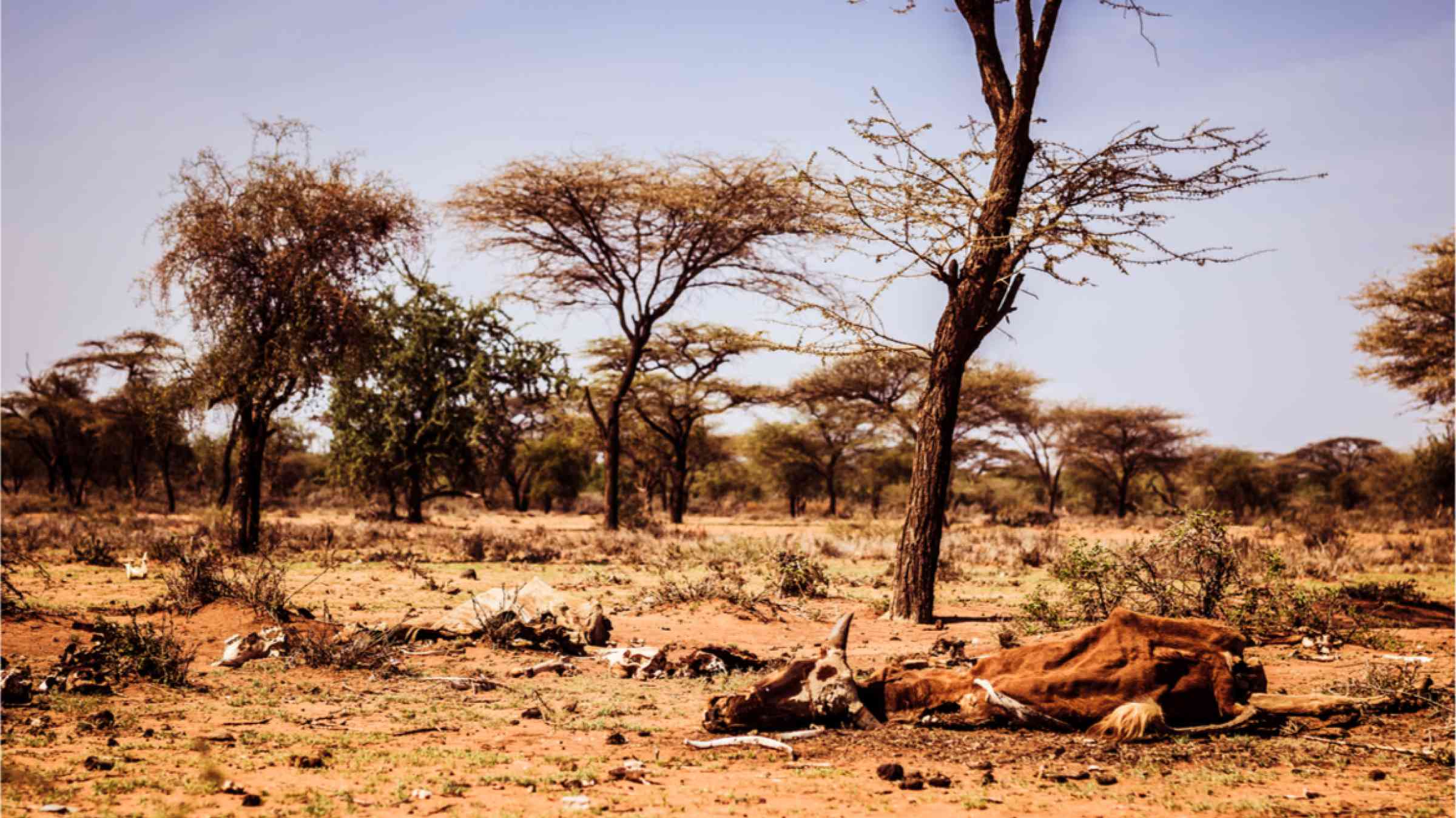 Deaths of starving cattle on dry Masai land in Kenya