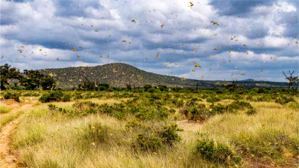 Samburu landscape viewed through swarm of invasive, destructive Desert Locusts. 