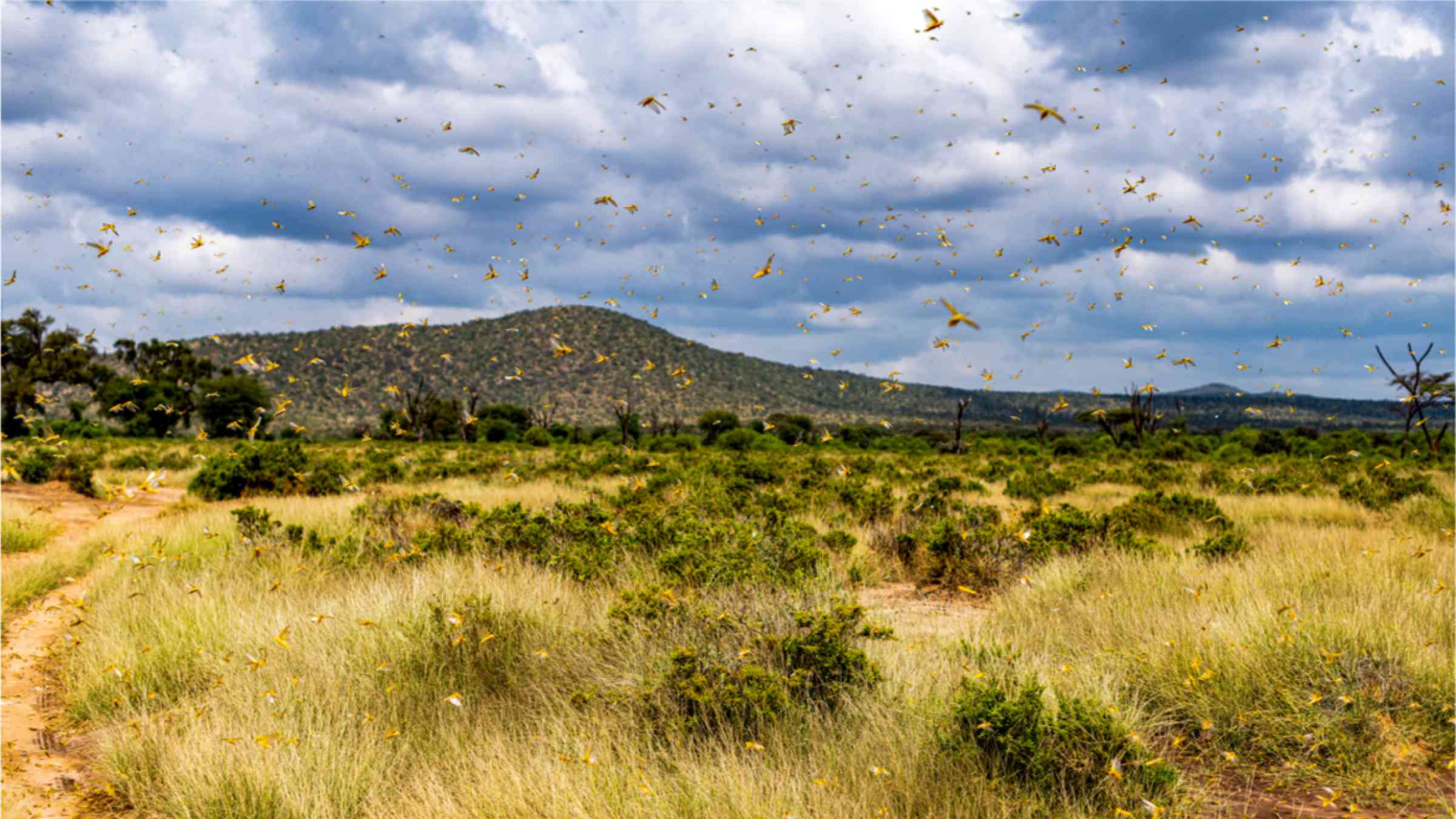 Samburu landscape viewed through swarm of invasive, destructive Desert Locusts. 