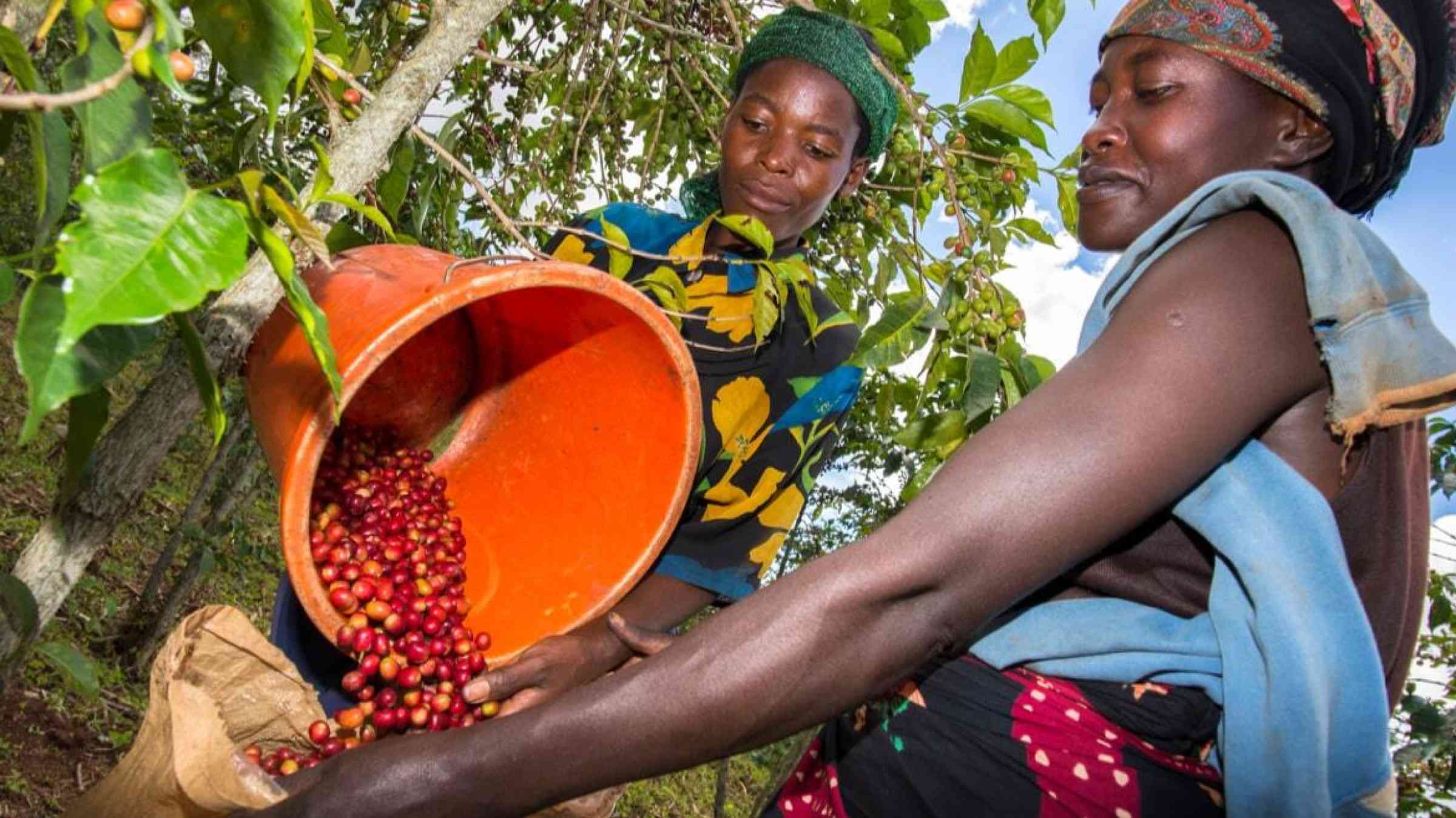 Women harvest coffee near Lake Kivu, Rwanda