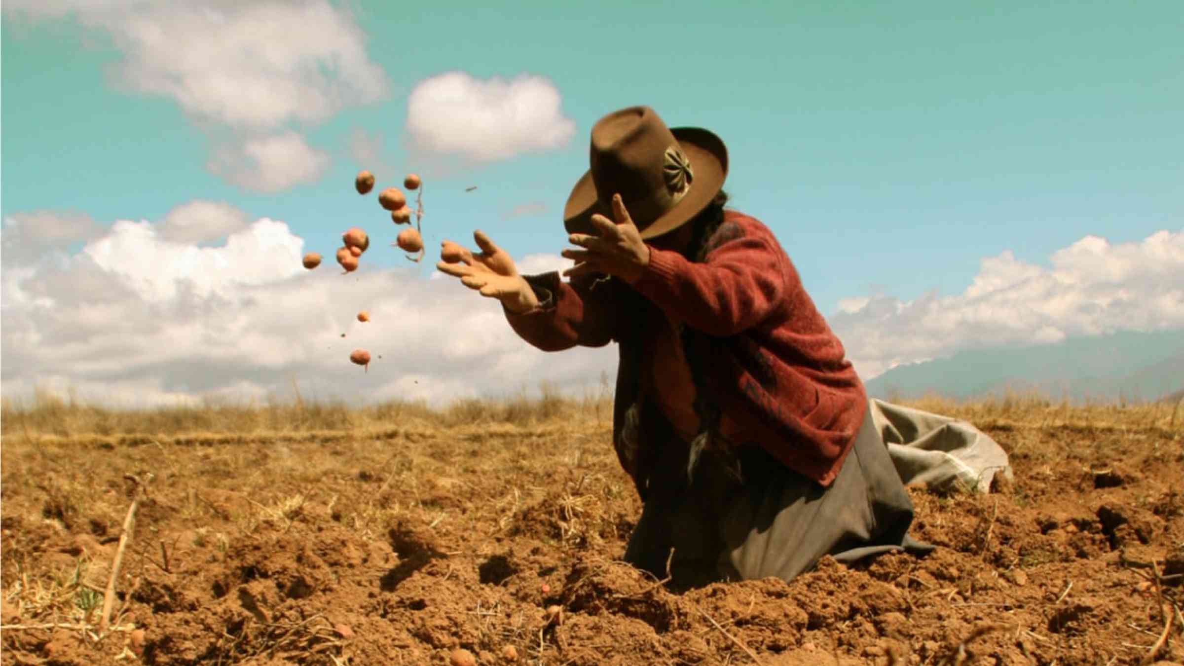 Woman in the Andes doing potato harvest