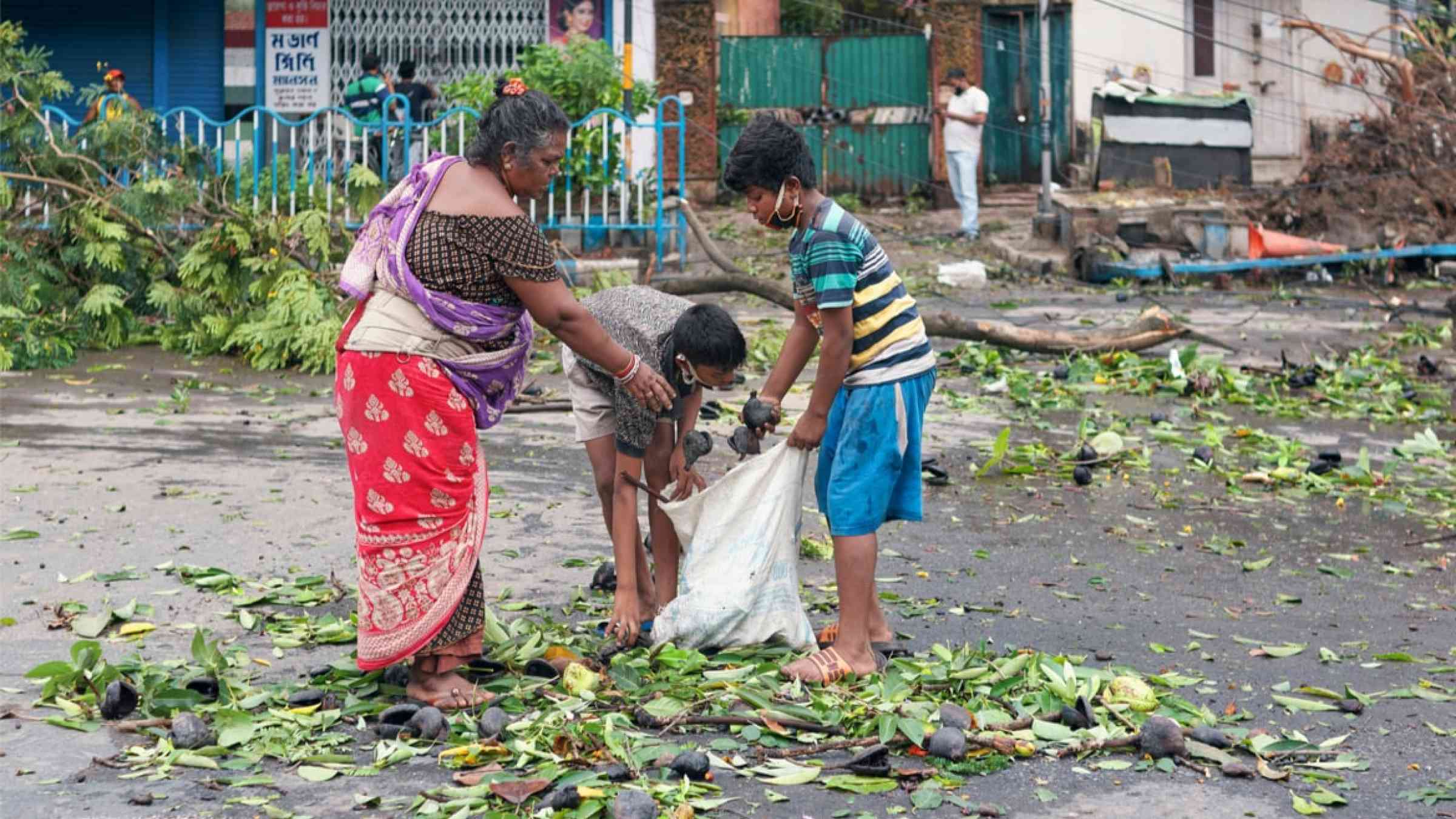 A family of street children & their mother collecting chestnuts scattered throughout the street, because the tree has fallen due to impact of cyclone Amphan, India (2020)