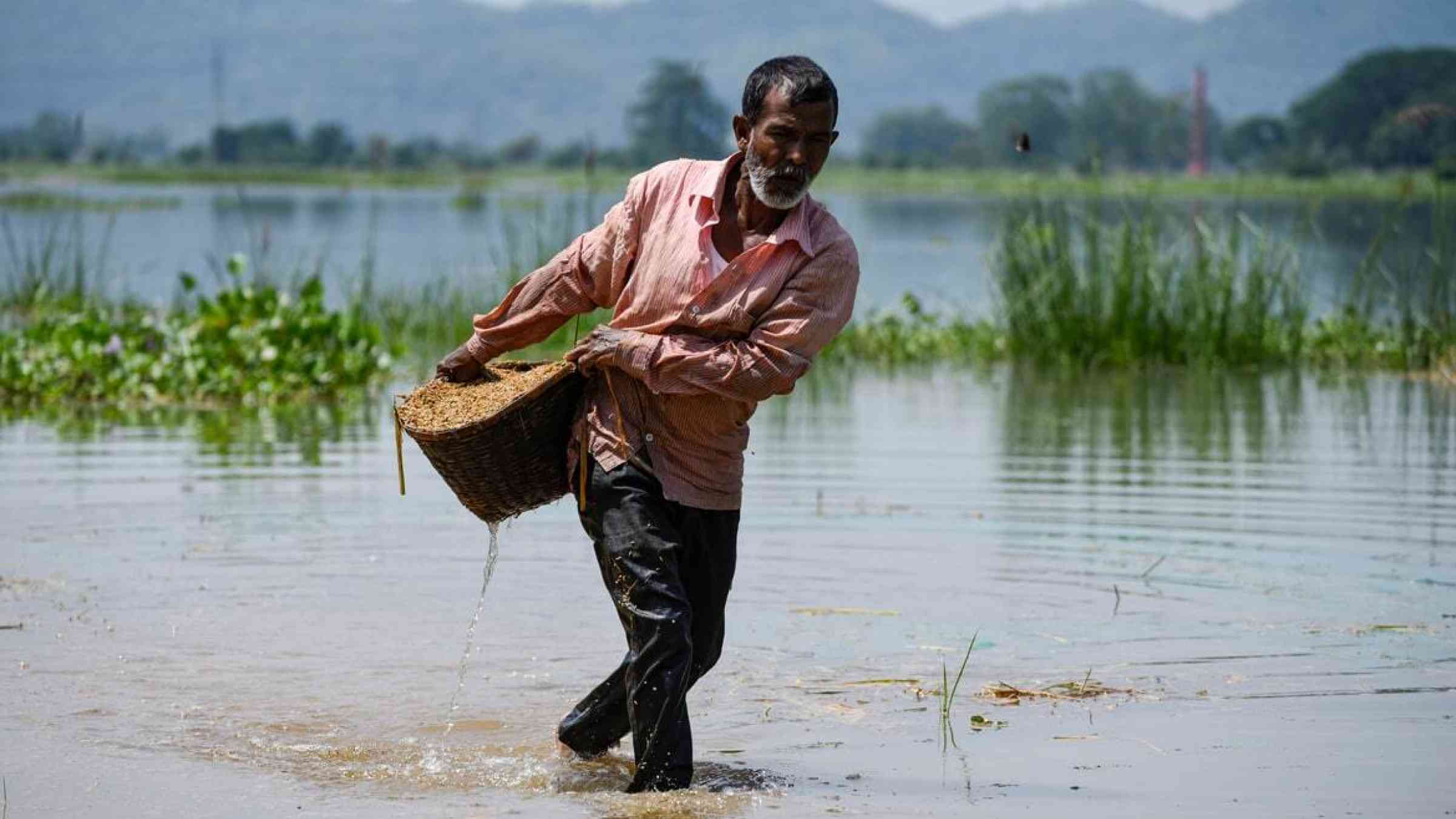 A farmer in Assam carries rice paddy across floodwaters