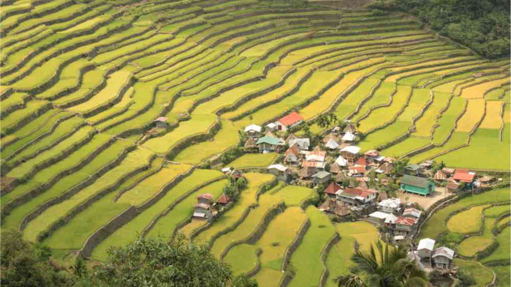 Rice fields on the Philippean islands