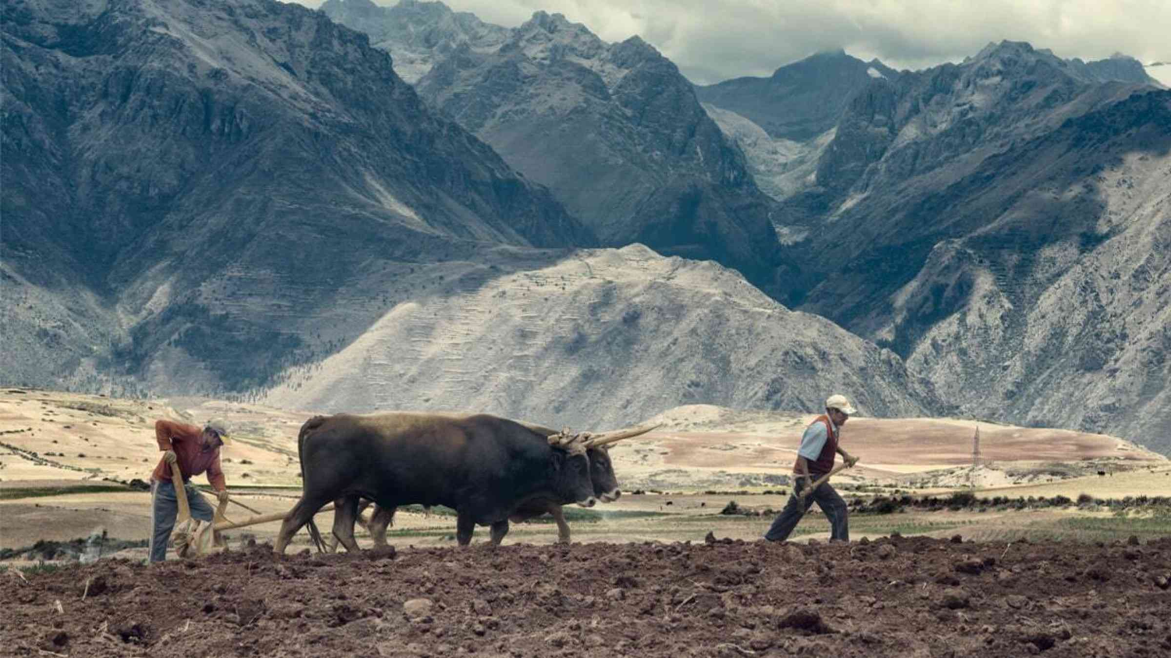 Sharecroppers plow a field in Urubamba Valley in Peru