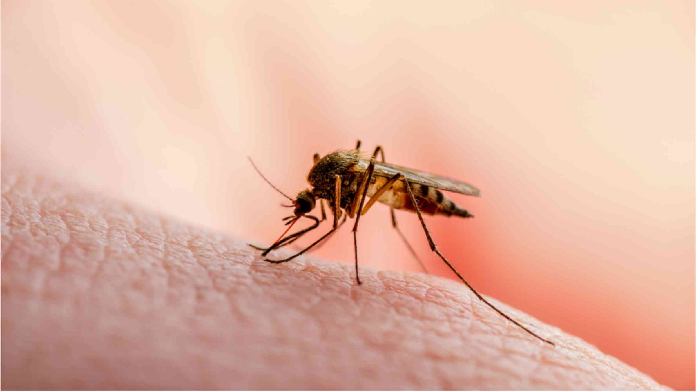 This image shows a mosquito sitting on human skin.
