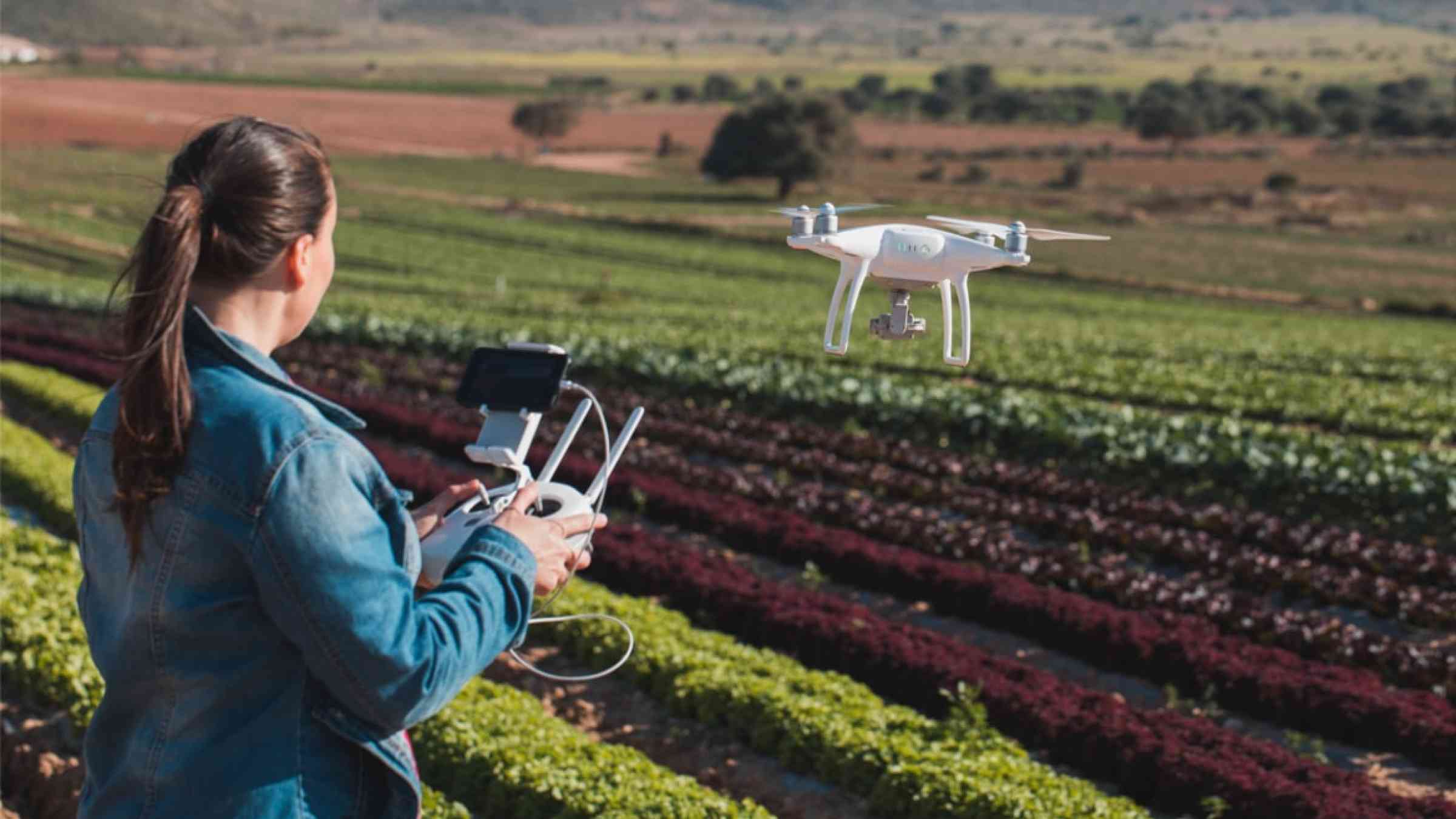 Woman flying a drone over a field of lettuce