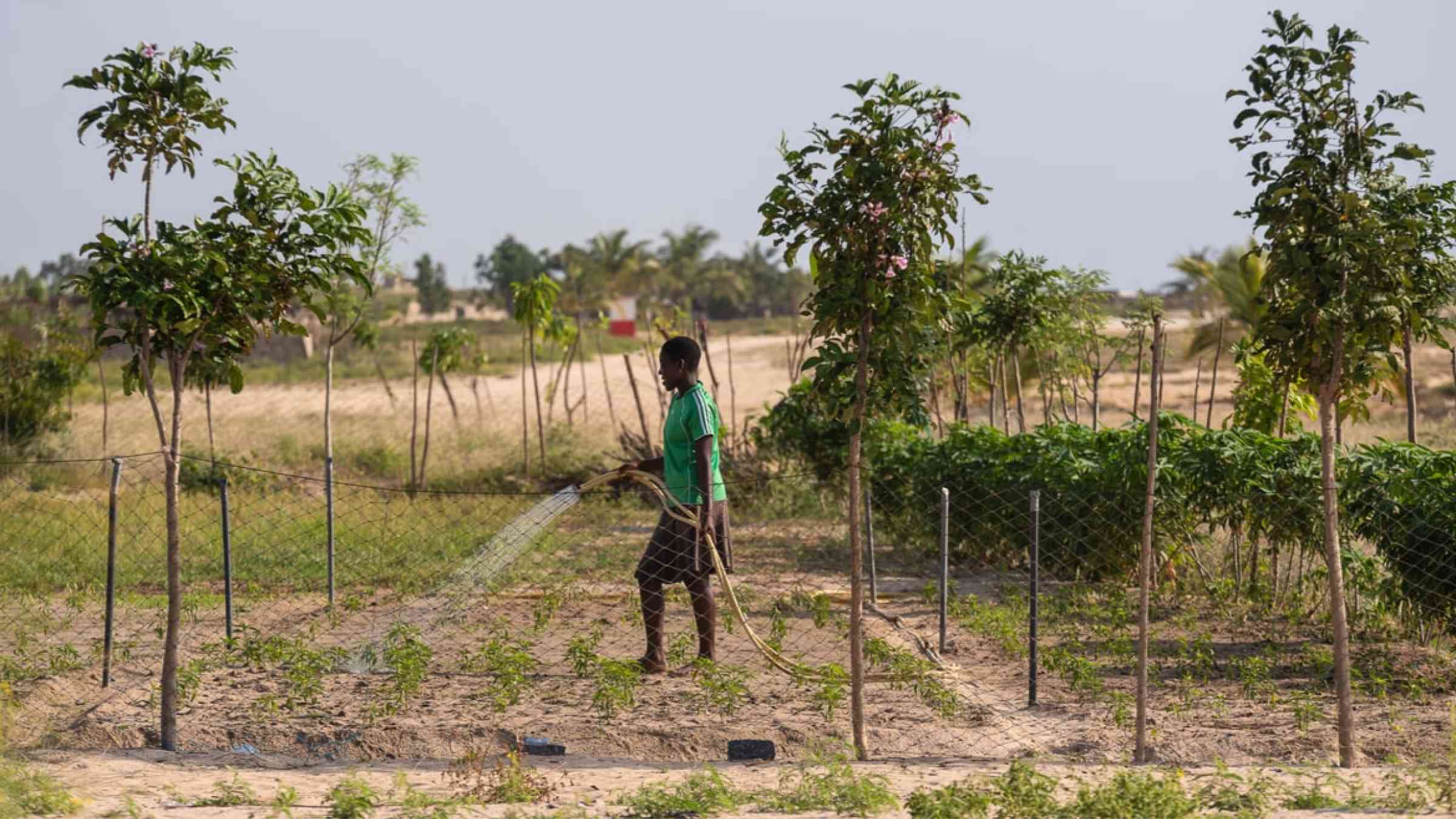 Young Ghana woman watering her land with newly planted fields in Ghana (2020).