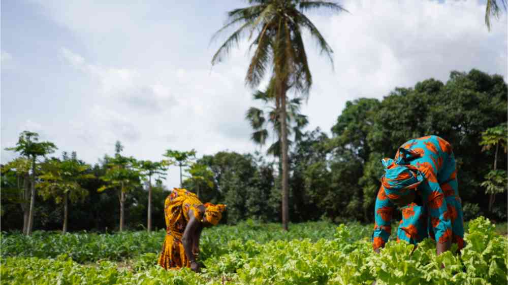 Two African Women Weeding A Salad Plantation In a West African Farming Village