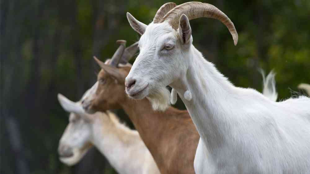 Goats