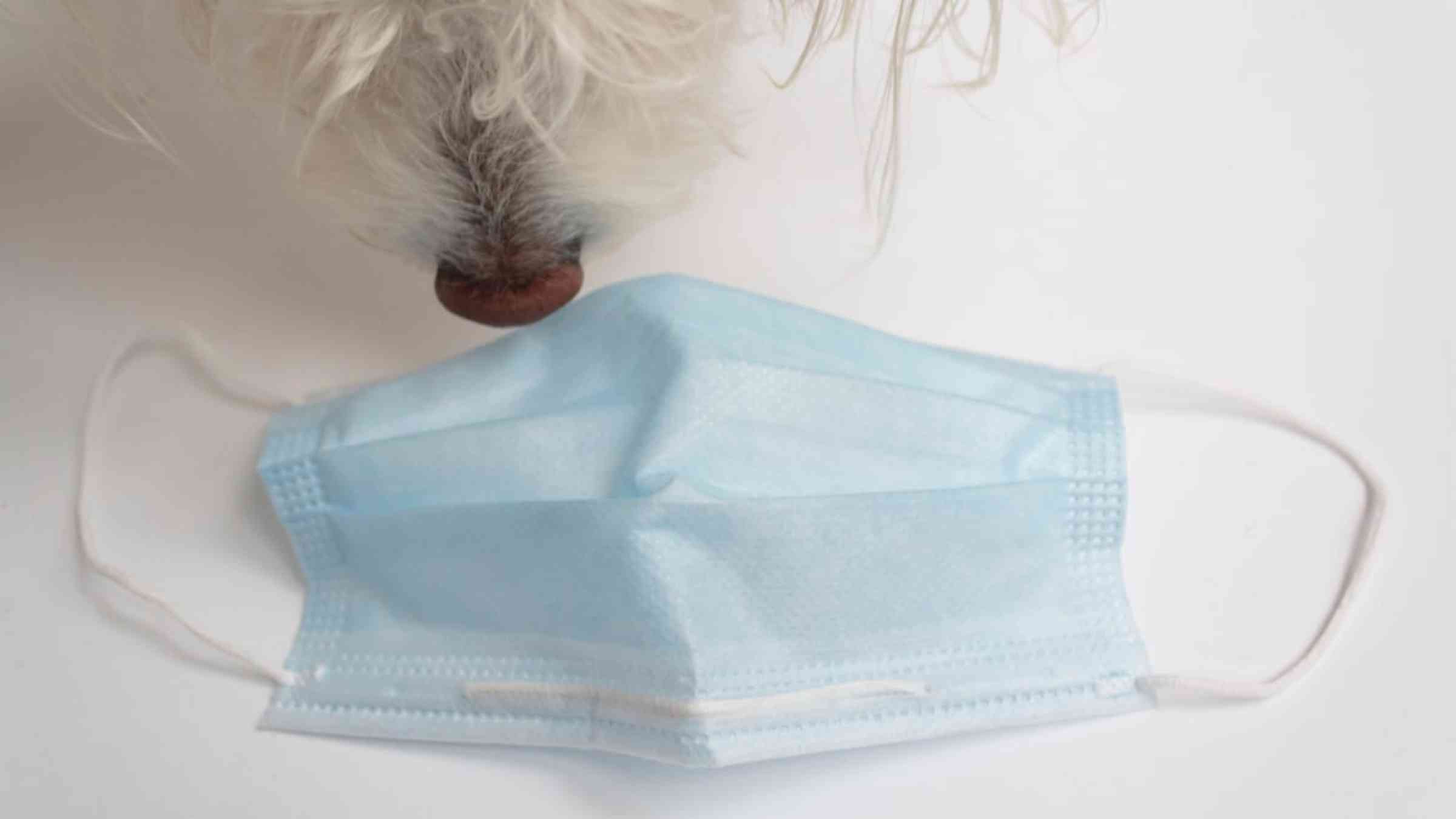 Dog sniffing mask