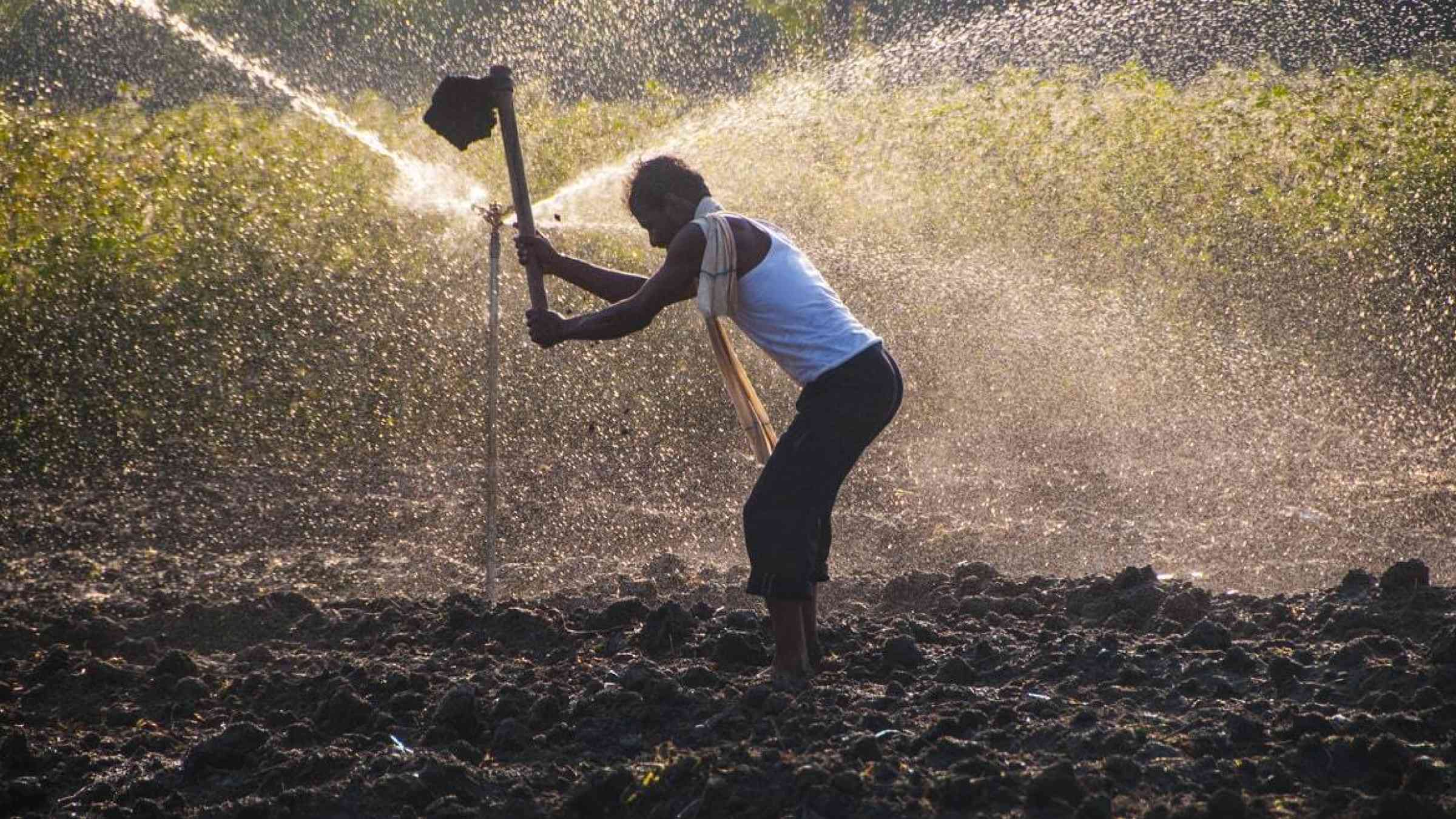 Indian farmer working in a field in front of a water sprinkler