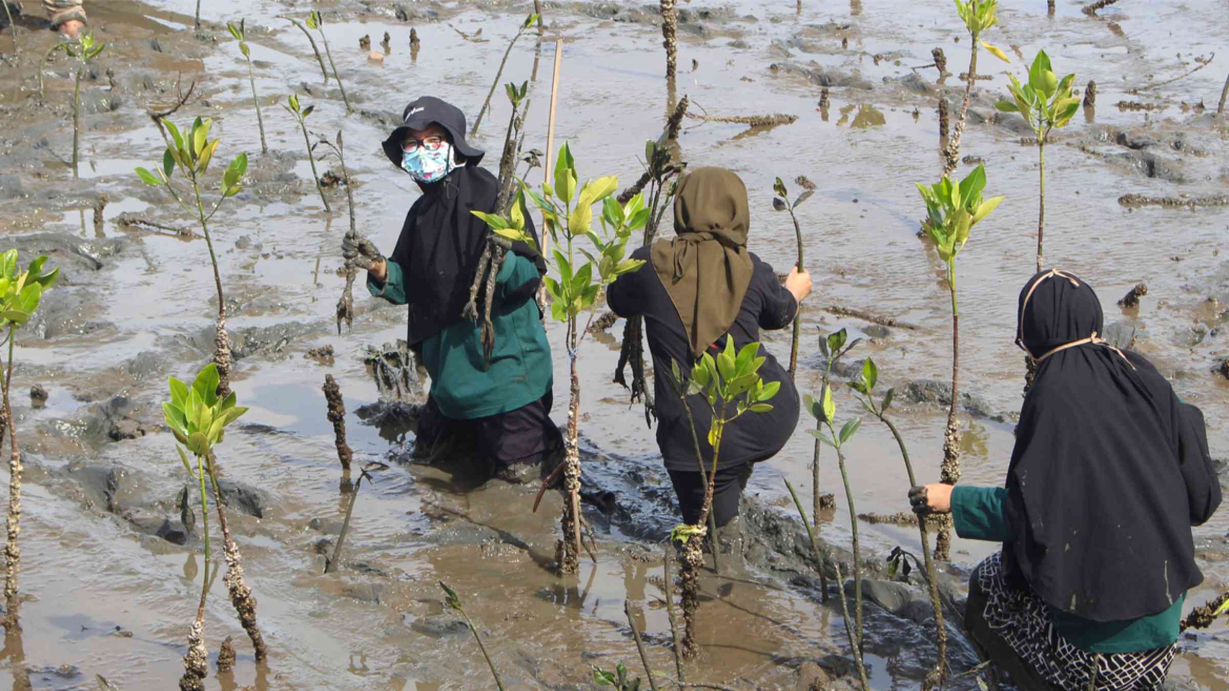 Three women working in the mangrove plants fields.
