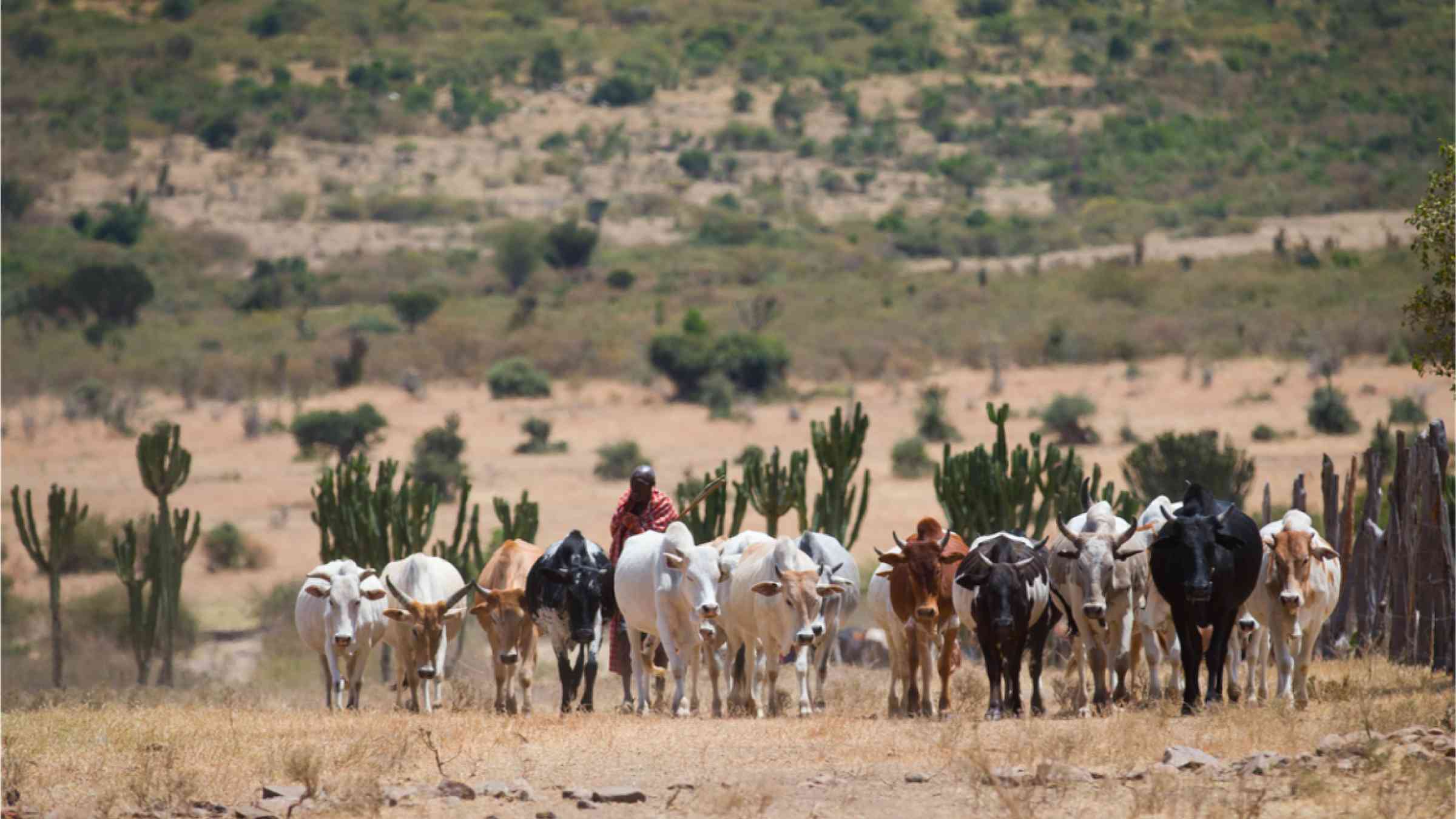 Masai Shepherd with herd of cows on African savannah in Kenya.