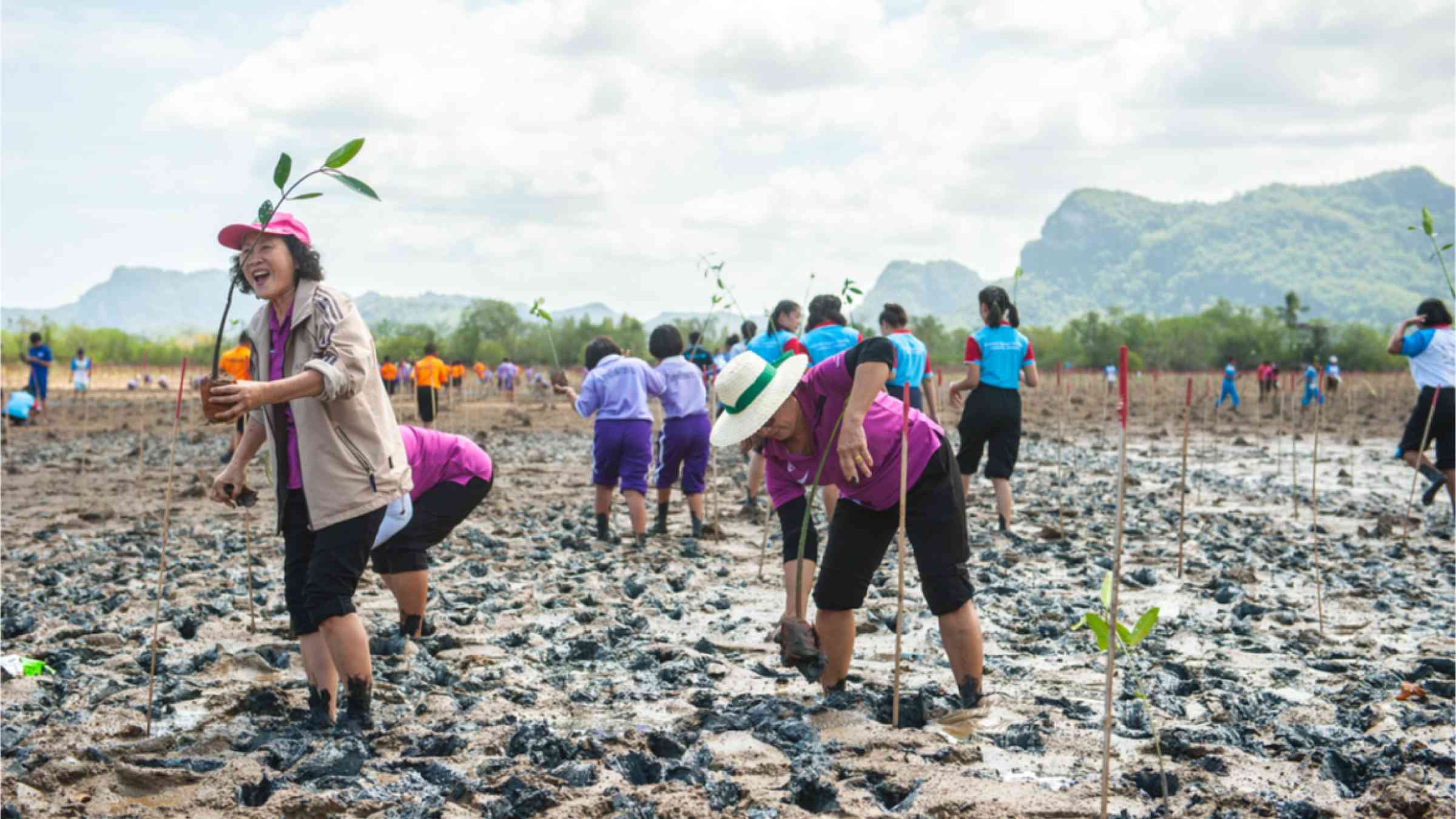 People Confederate Campaigners planted mangroves to protect the environment back to nature in Thailand.
