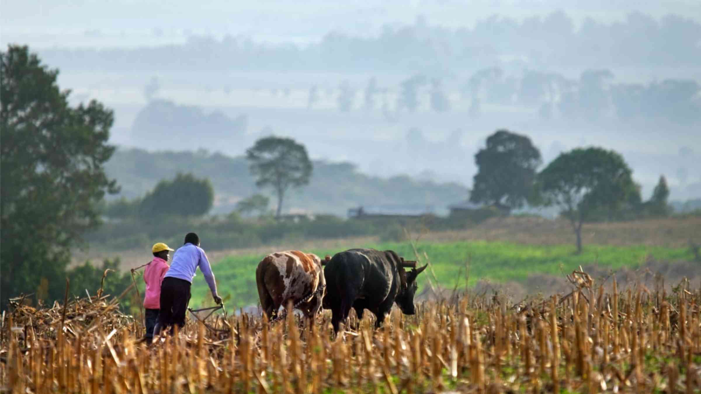 Farmers plowing a field in Kenya