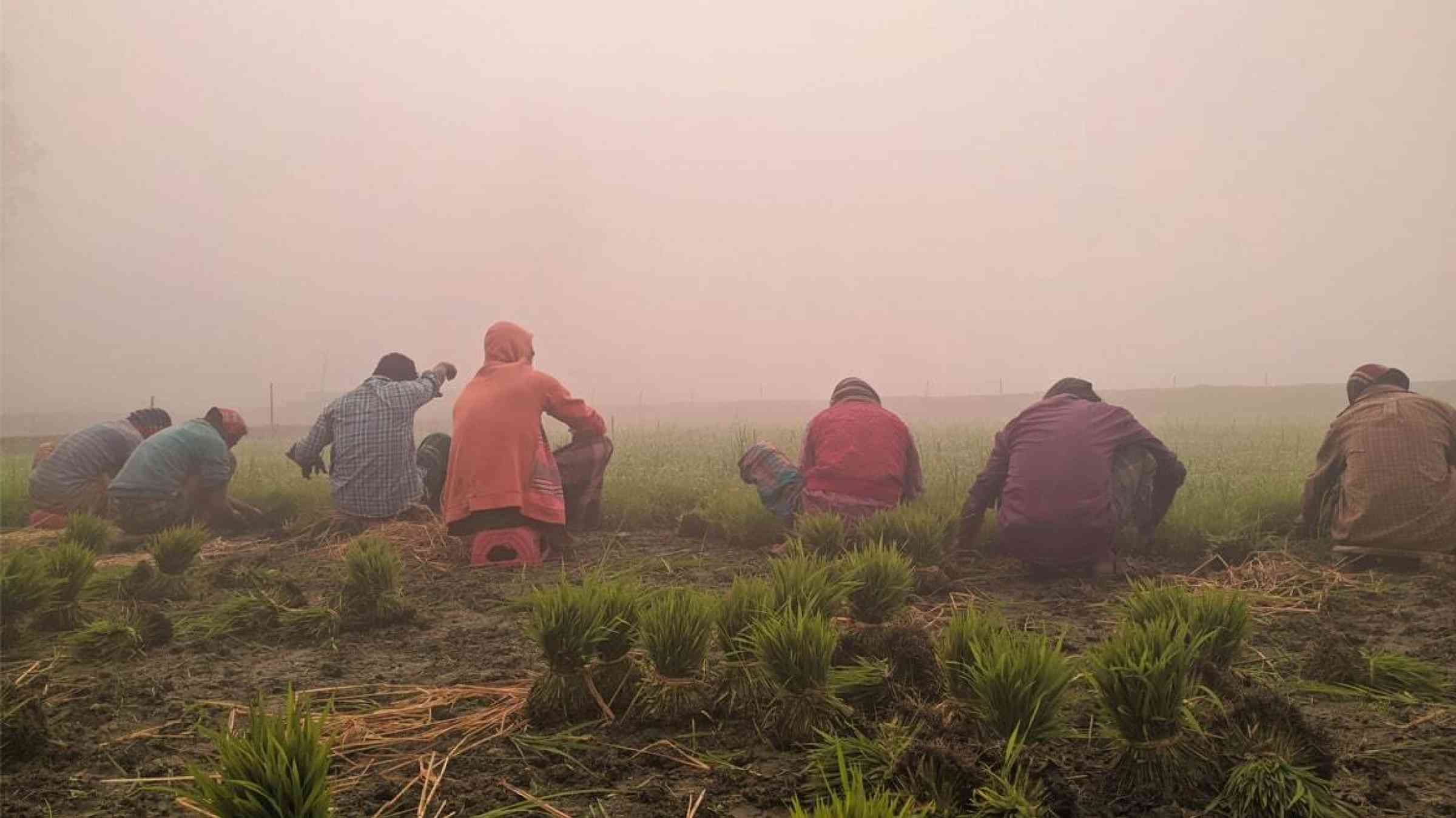 Farmers working on a foggy field in northern Bangladesh