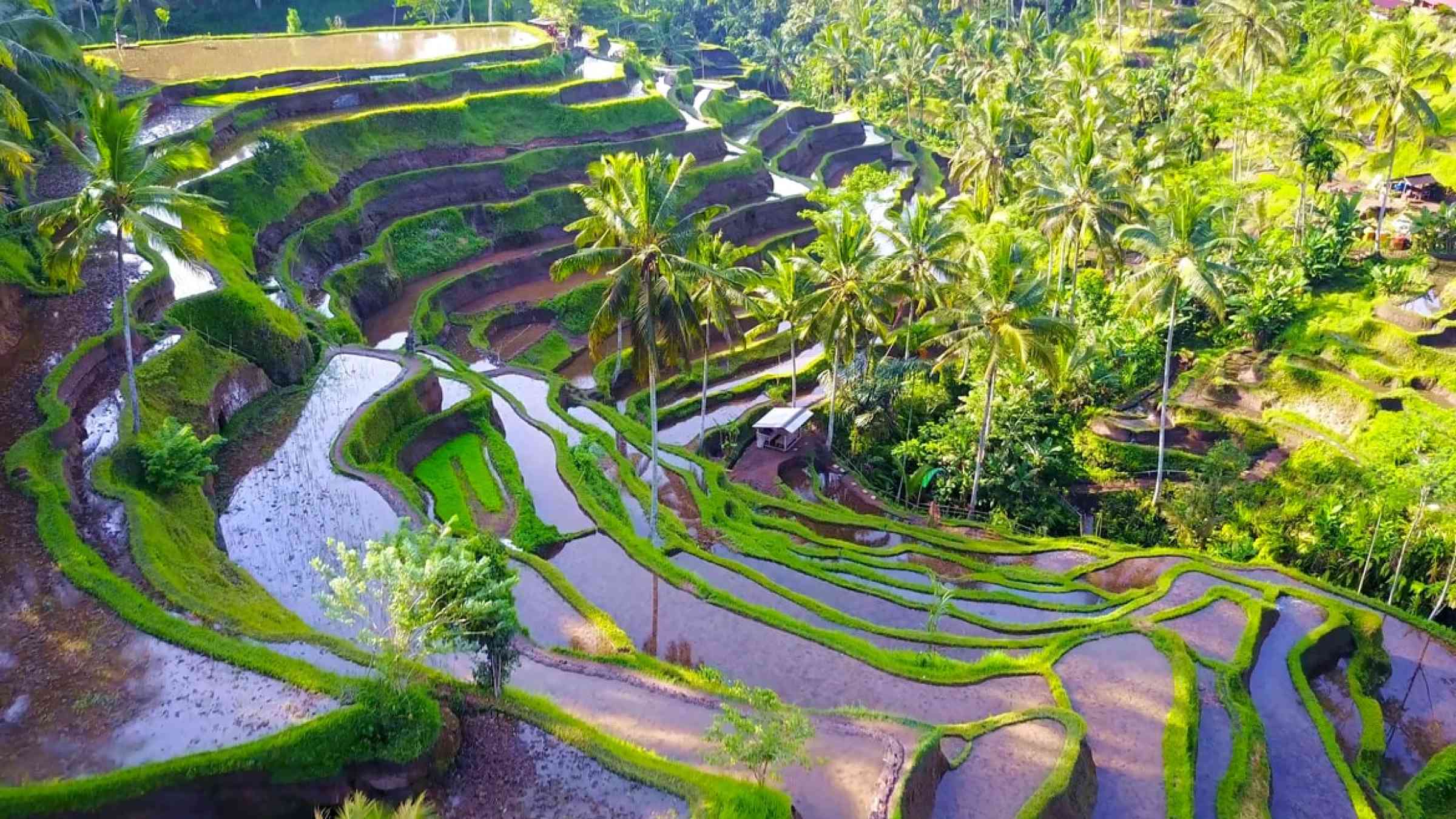 Areal view of rice terraces in the jungle in Indonesia.
