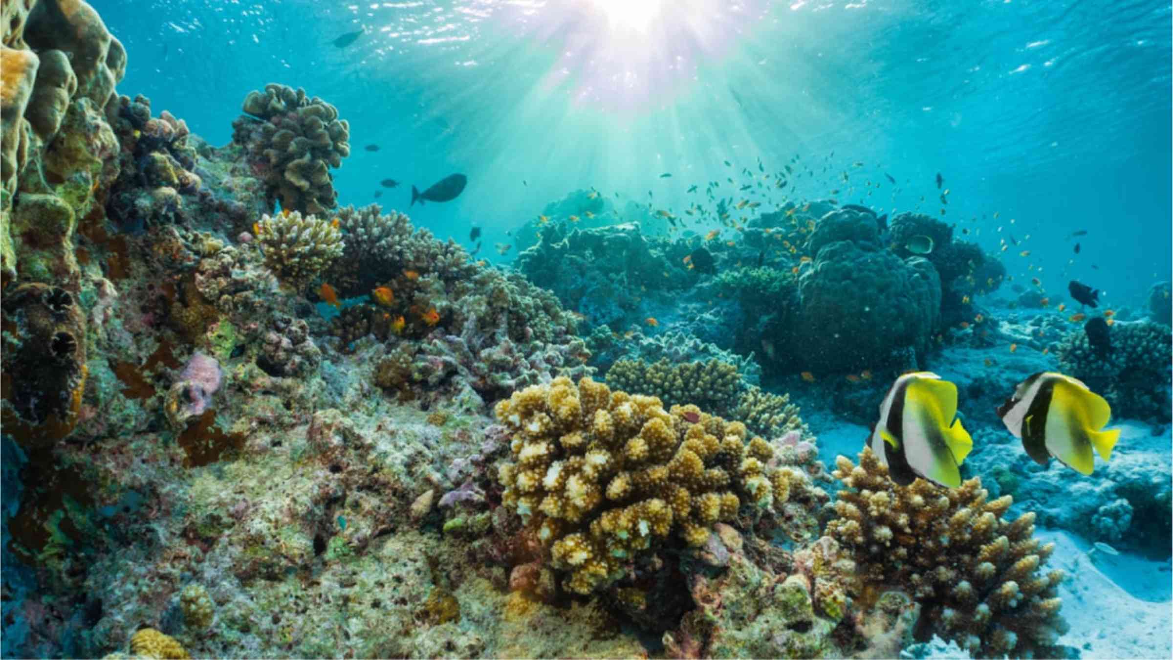Coral reef under water with the sun shining through the surface.