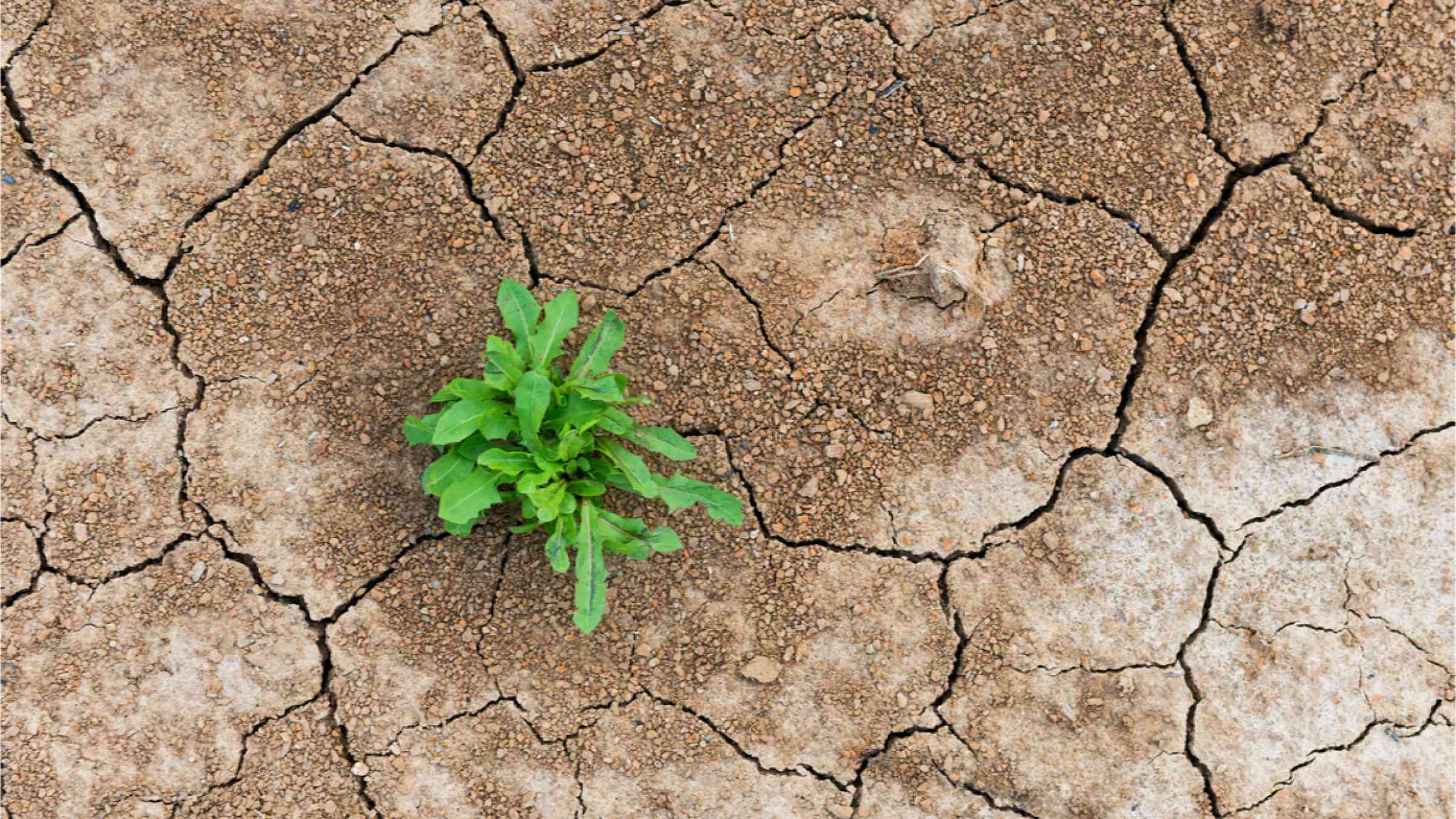 This image shows a green plant growing between the cracks of dry soil.