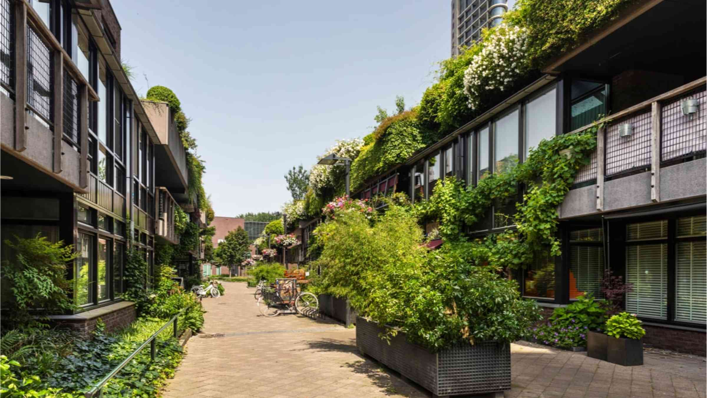 Urban greening on houses is necessary to reduce heat in the city.
