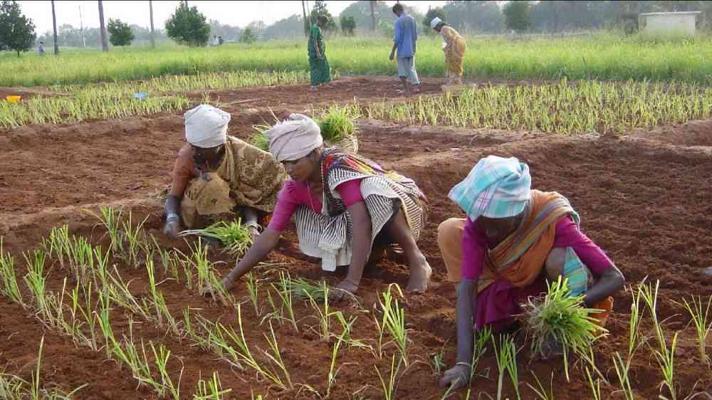 Ancient crops - a millet field in Asia