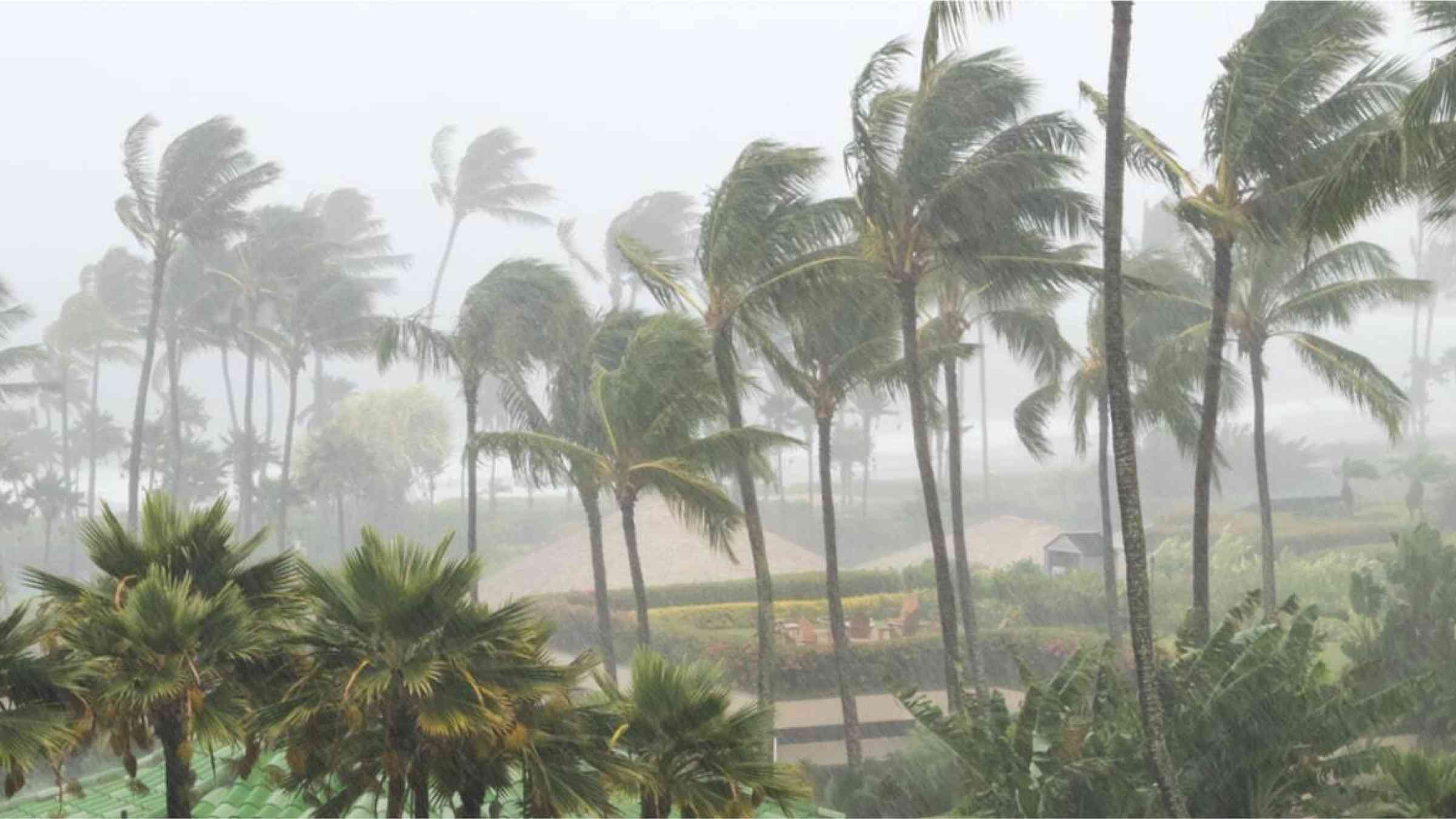 Palm trees being hit by storm and rainfall during a hurricane