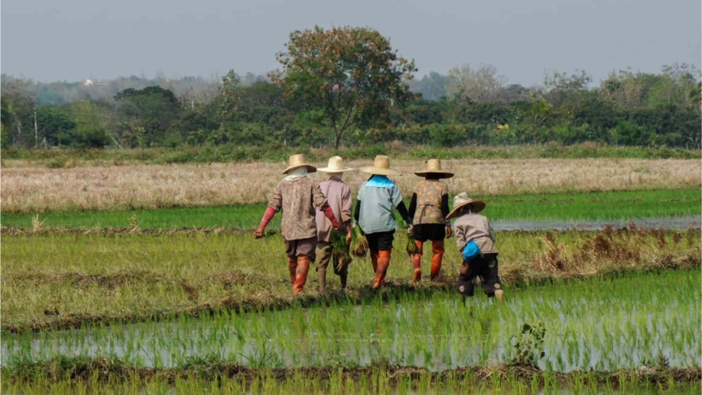 Rice field in Thailand. Farmers are working to grow rice.