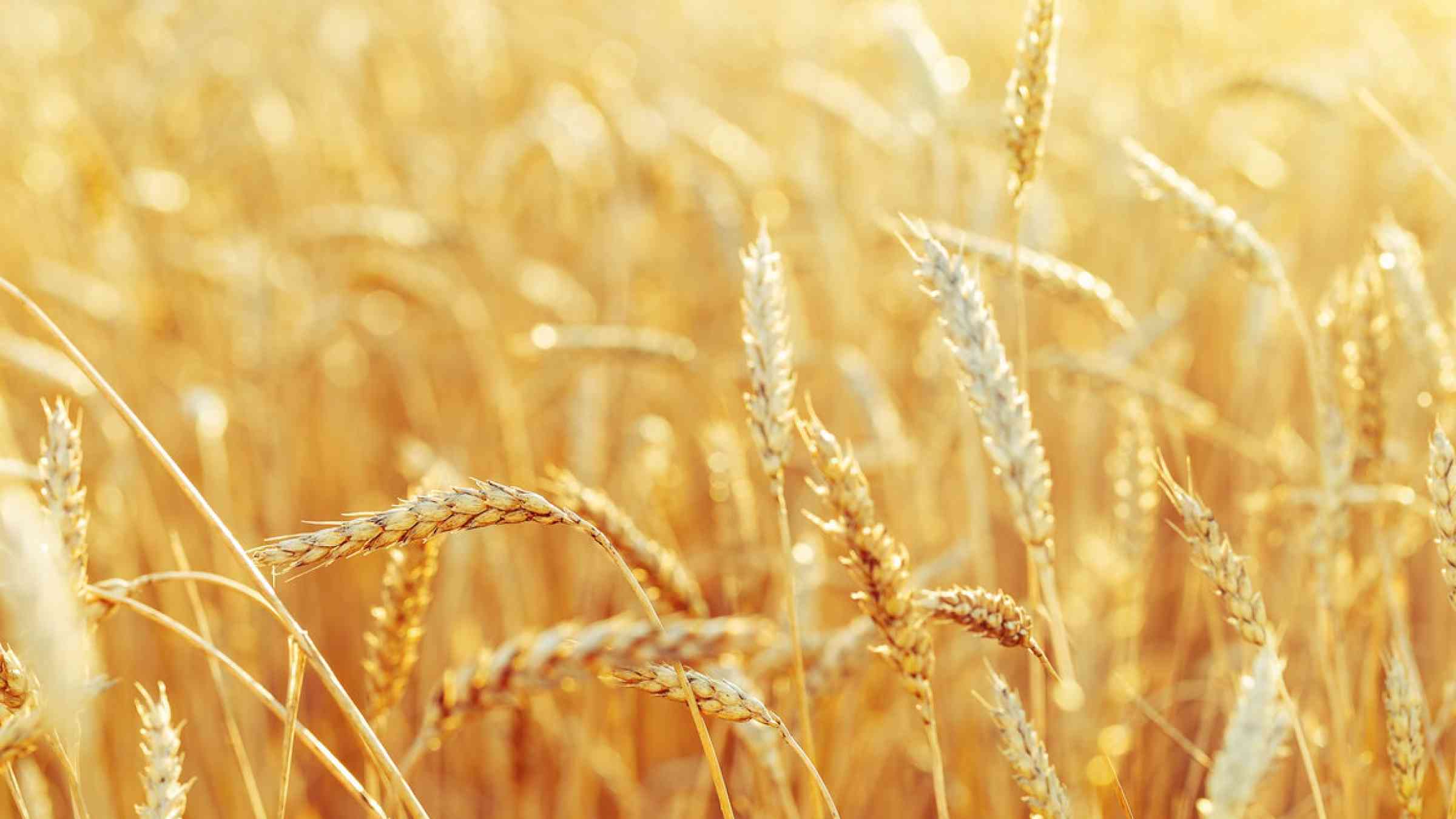 Background of ripening ears of wheat field and sunlight