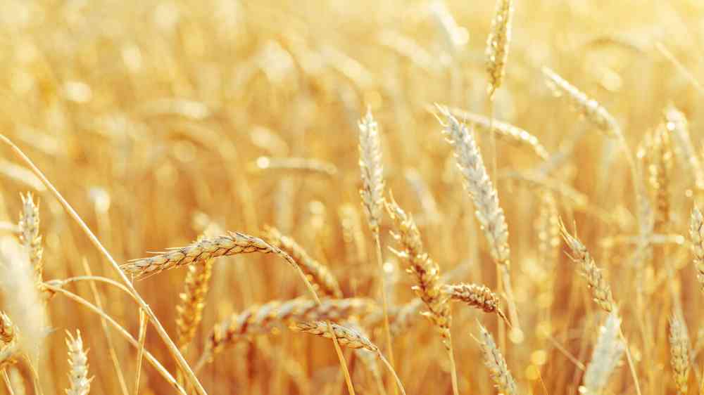 Background of ripening ears of wheat field and sunlight