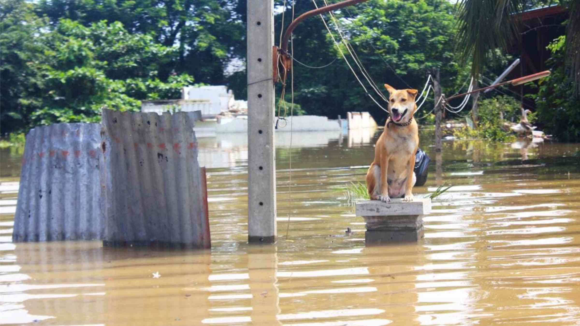 Dog sitting on a pillar in a flooded street
