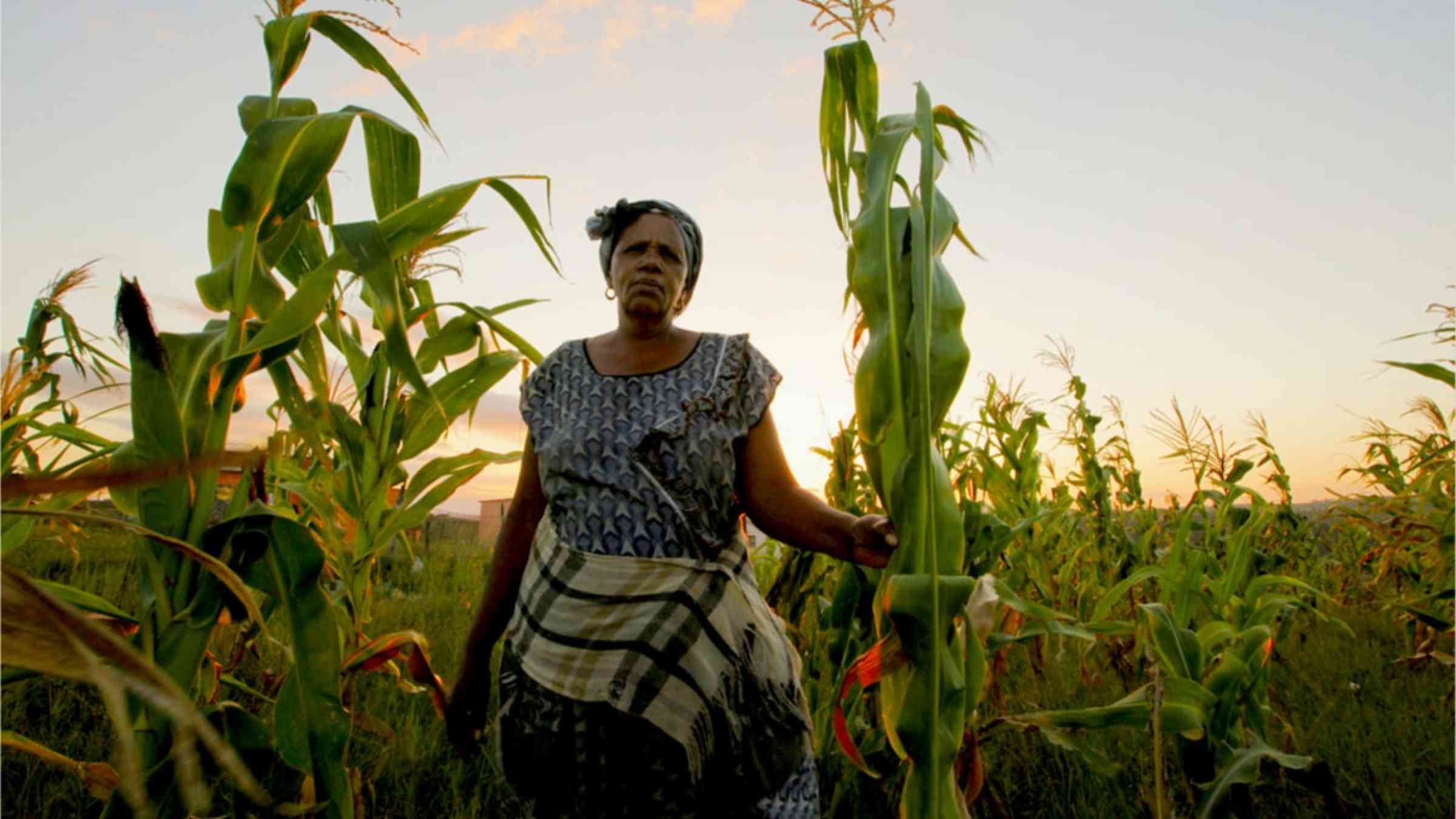 An African woman standing in a corn field.