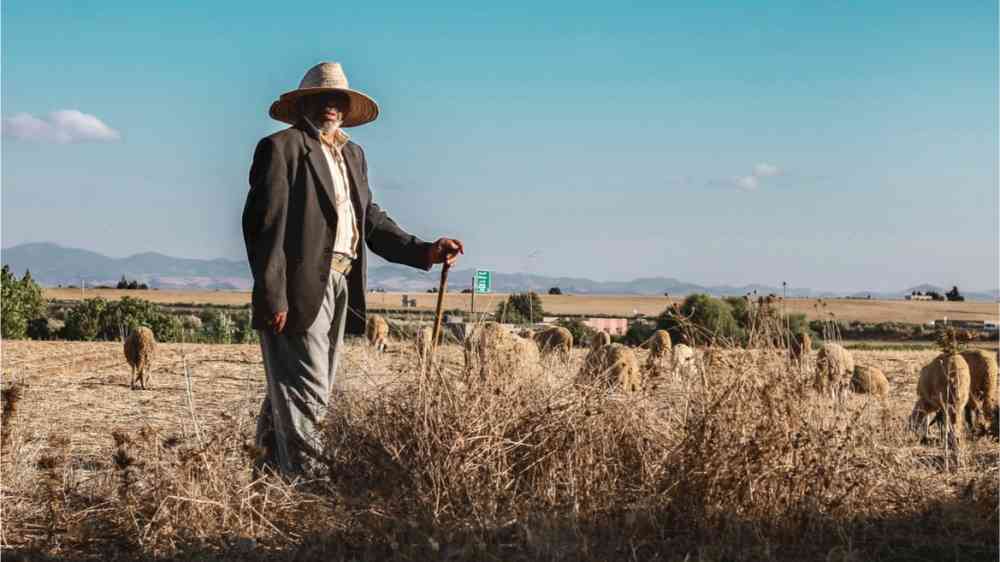 Moroccan farmer overlooking his heard of sheep on his fields.