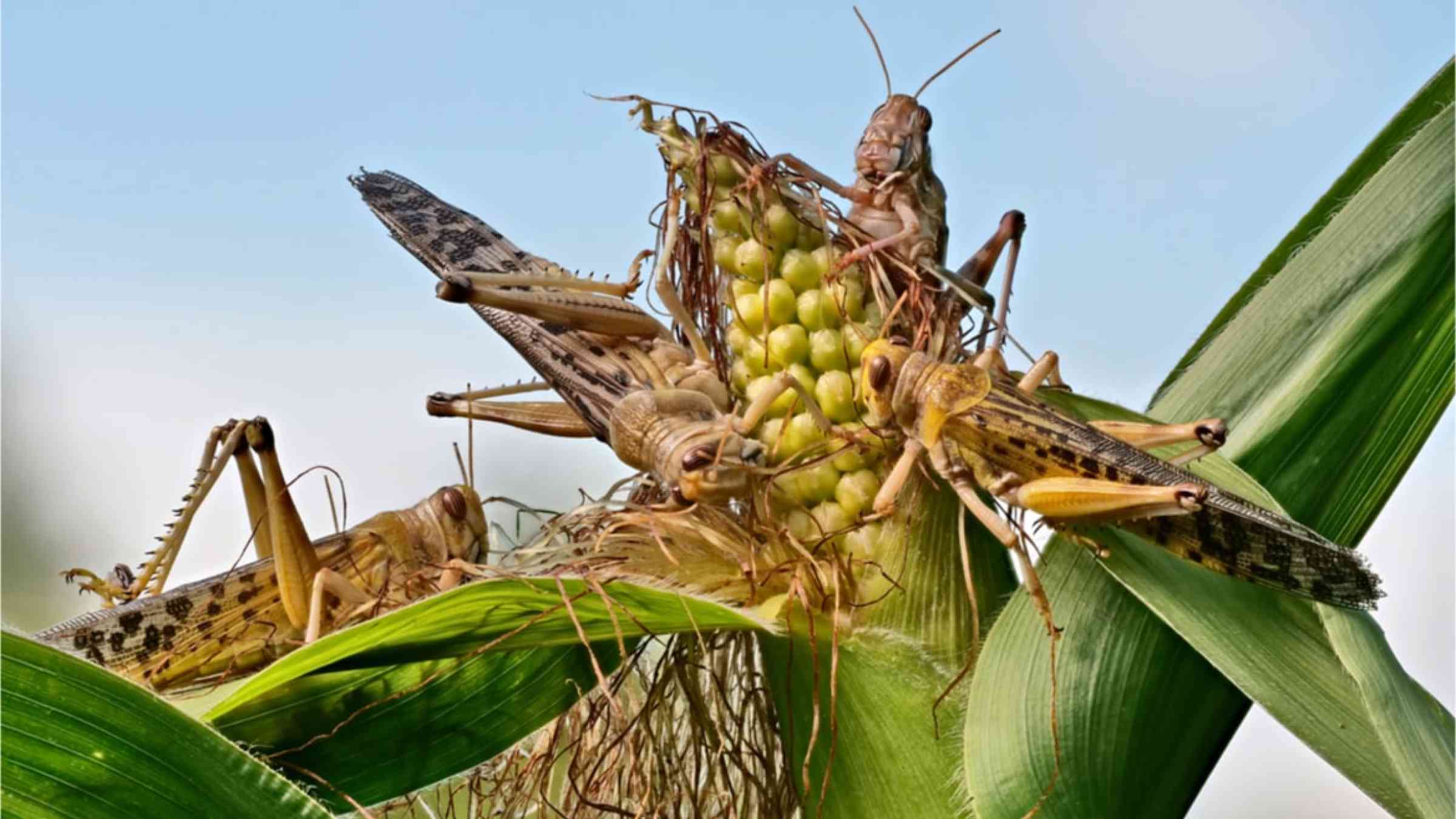 Close-up on a few desert locusts on corn plants.