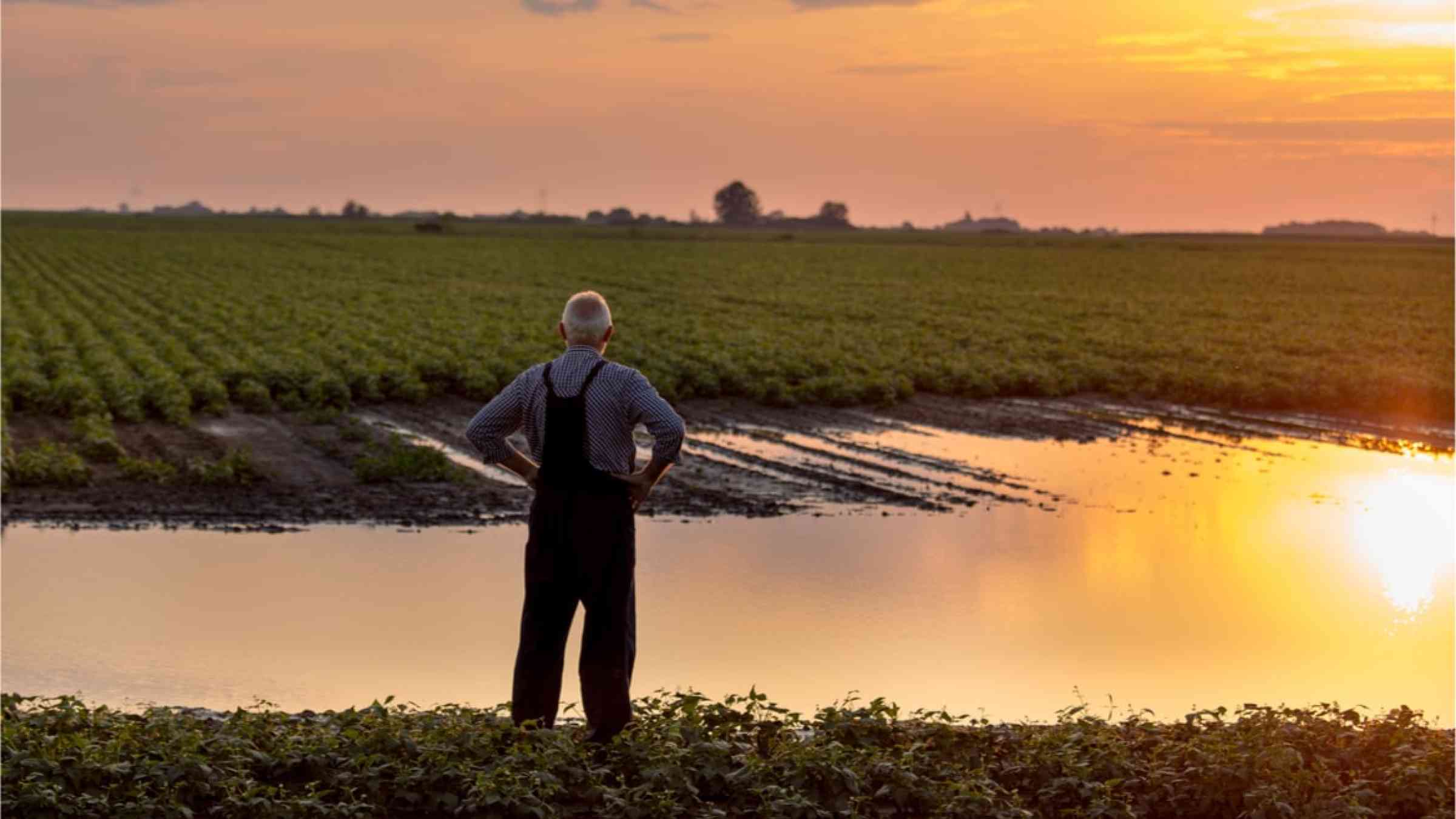 A farmer overlooking his flooded crop fields during sunset.