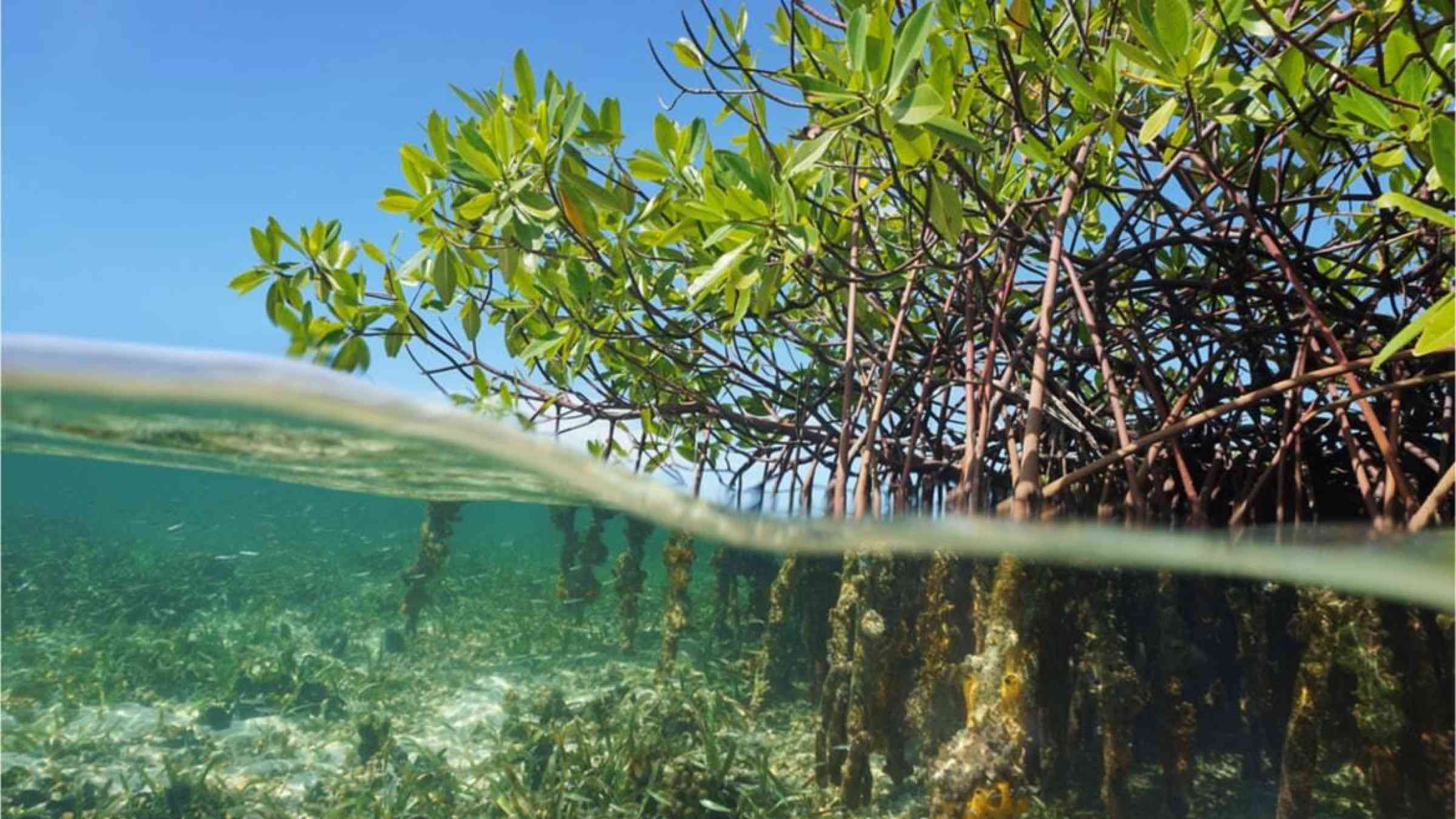 Mangroves and their roots