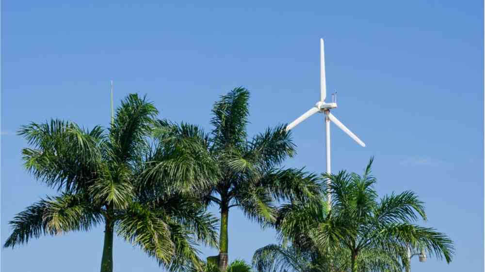 Palm trees in front of a wind turbine.